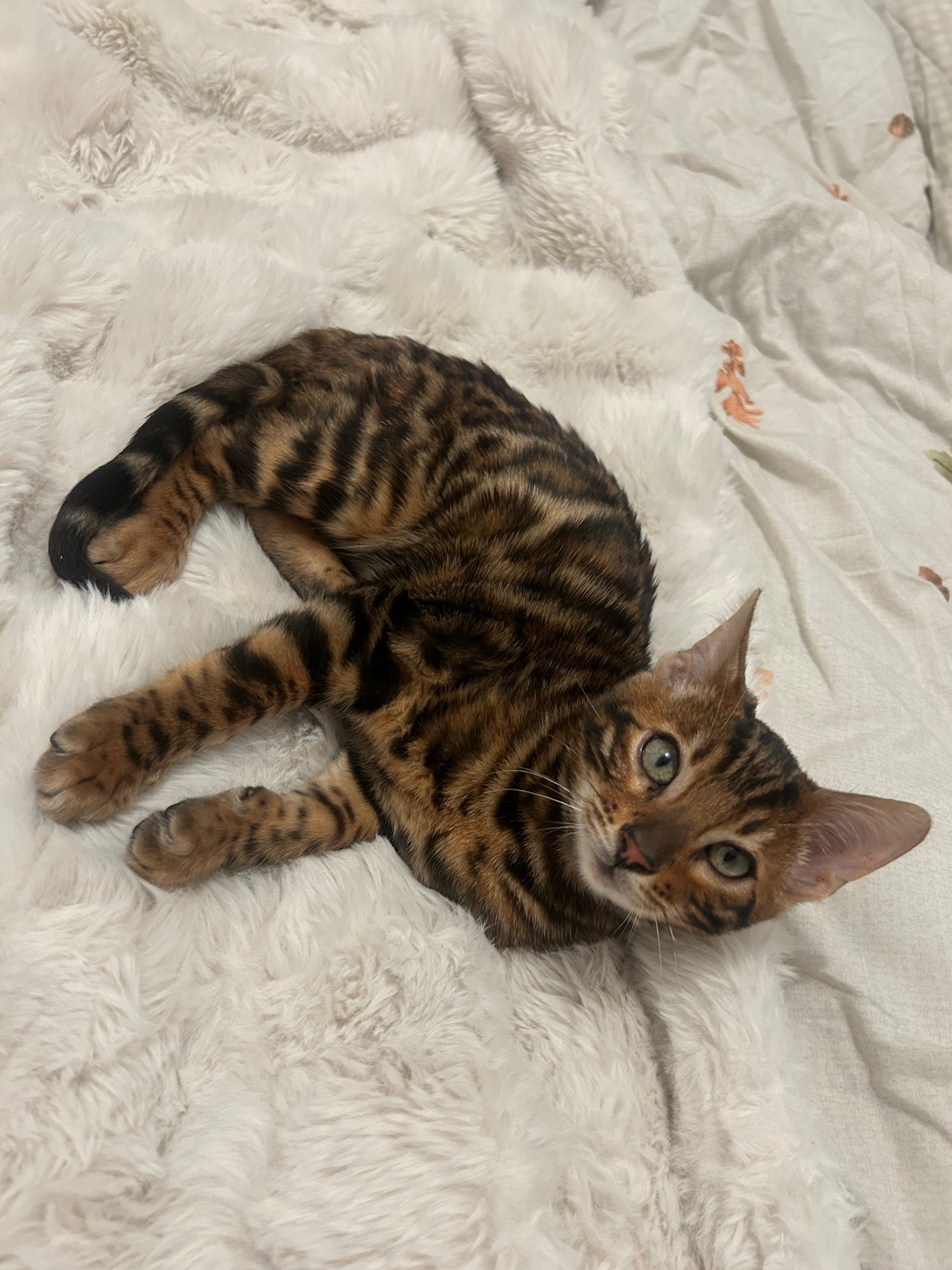 Help Milo Fight Suspected FIP campaign photo, 2 of 5
