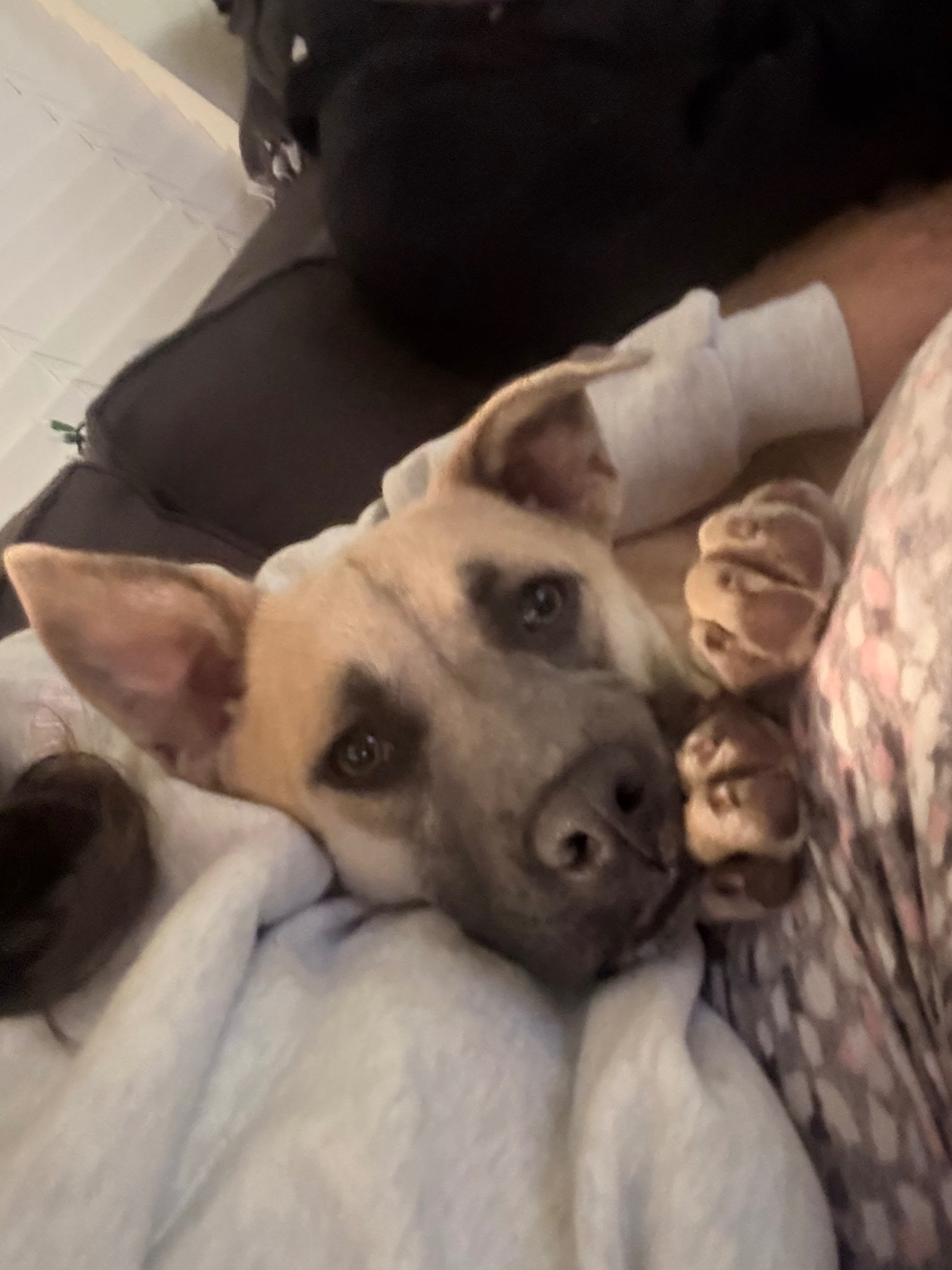 Help Martha Get a Life-Changing Service Dog campaign photo, 2 of 7