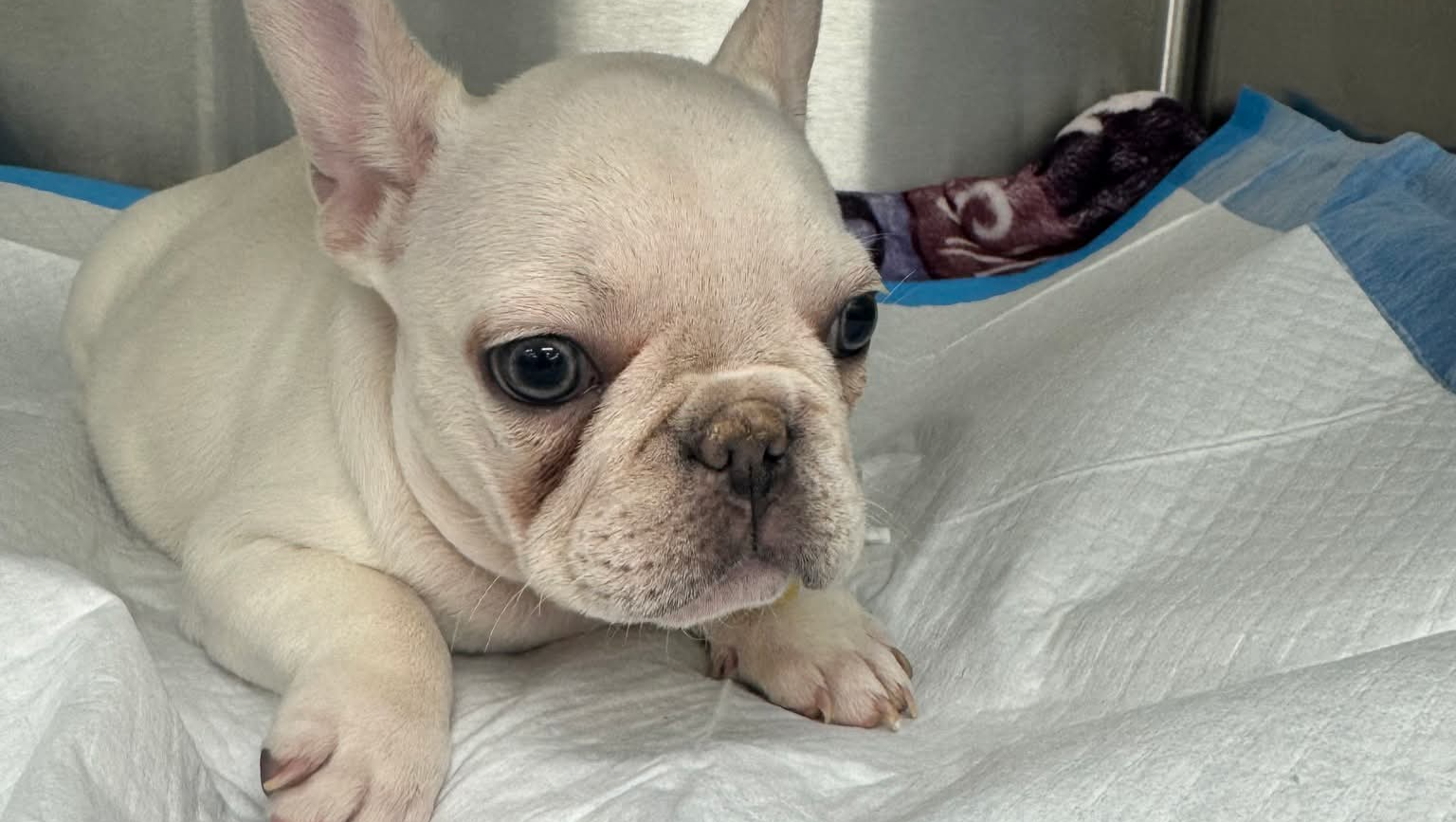 Needs Urgent Surgery: Every Donation Counts photo