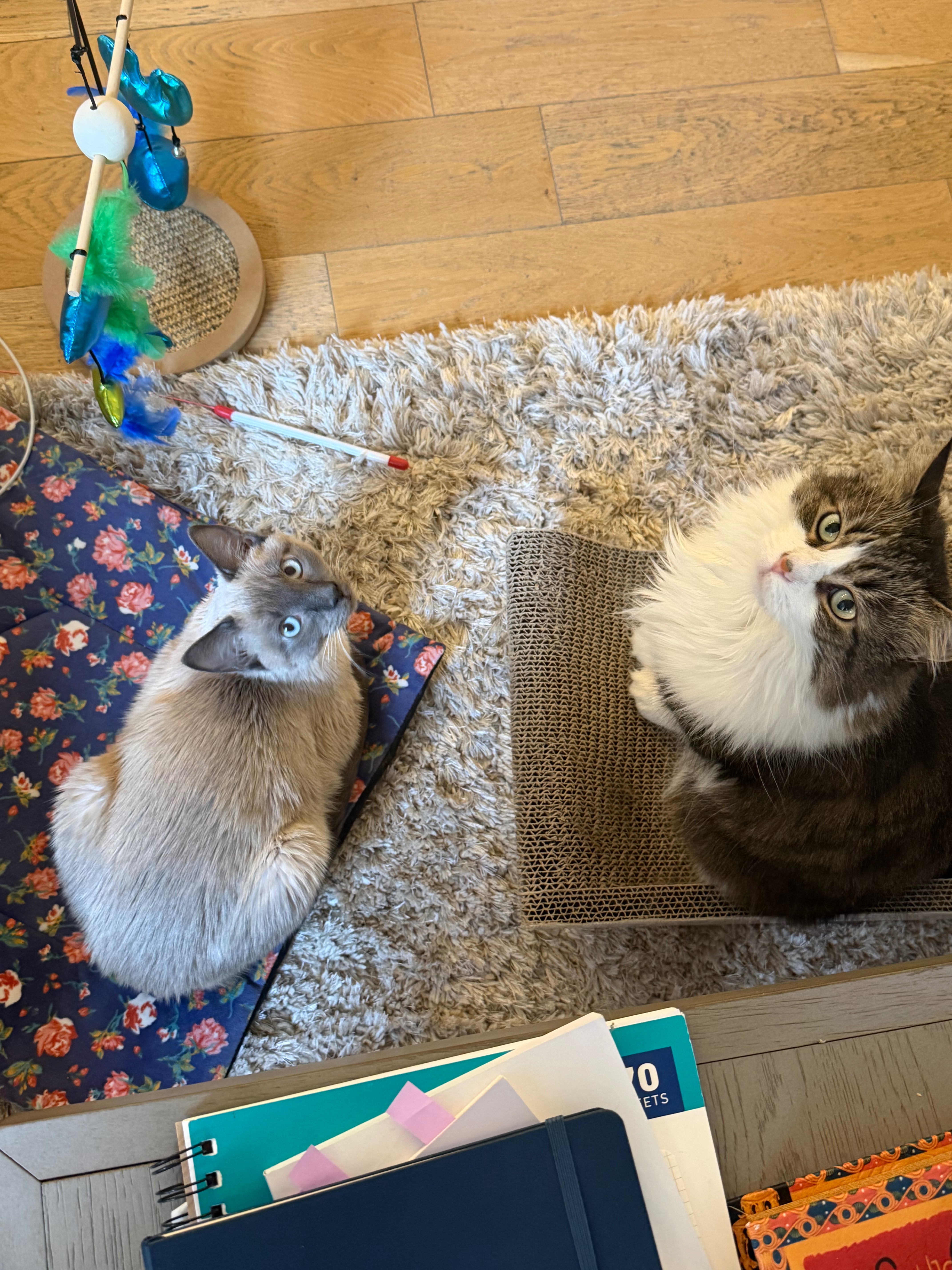 Help Timmy Get Life-Saving Surgery campaign photo, 6 of 8