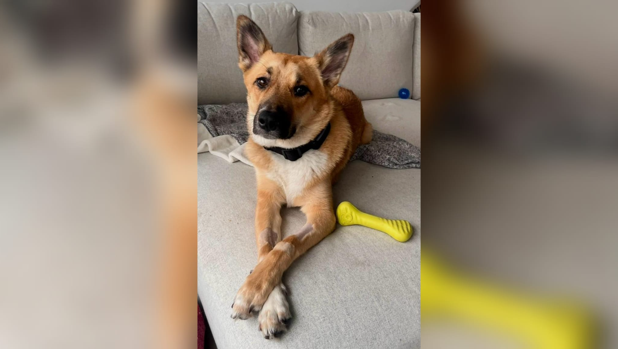 Help Reese Continue His Life-Saving Specialist Care photo