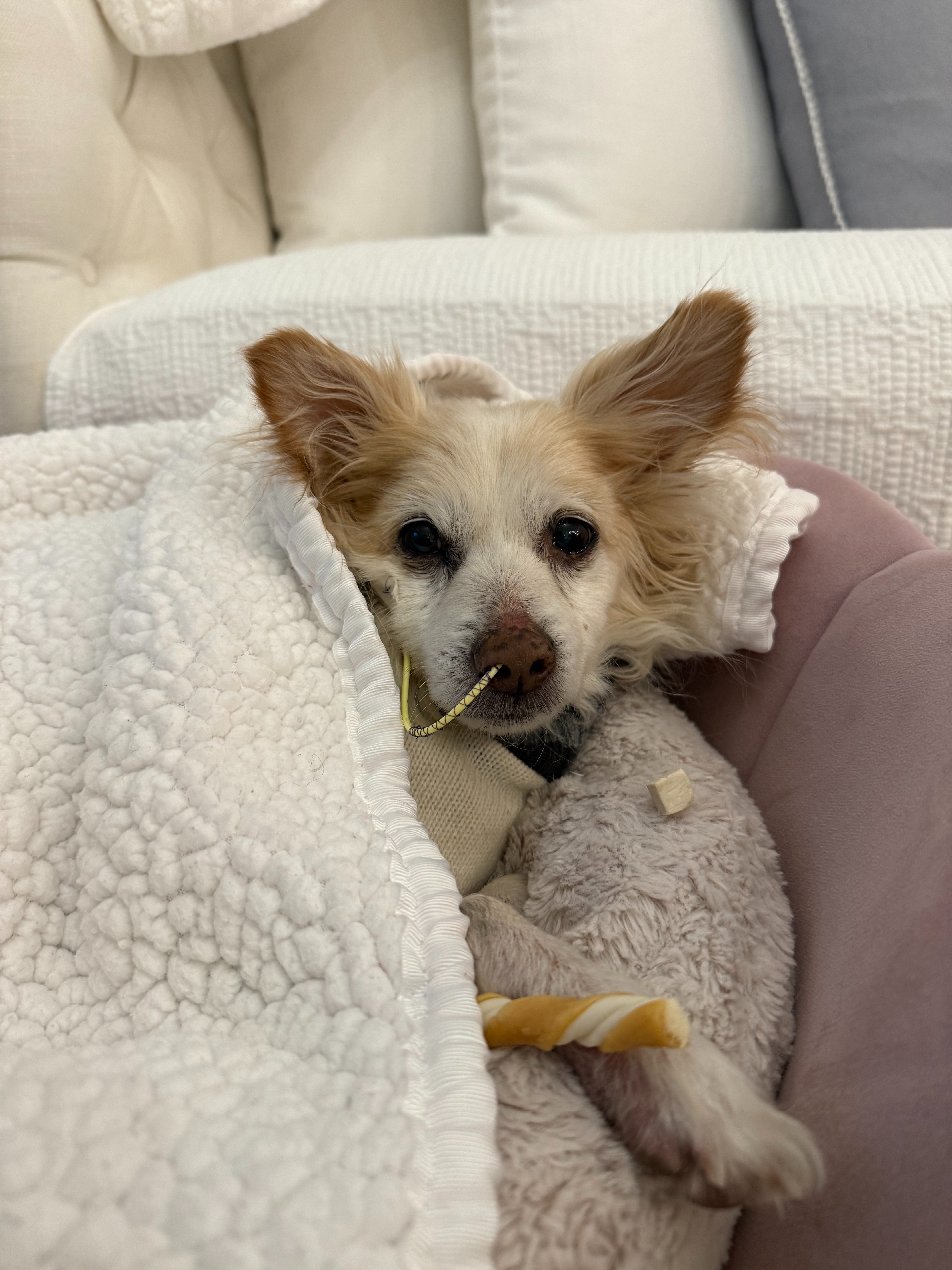 Help Milo Heal - Support Nicole & Her Best Friend campaign photo, 7 of 8