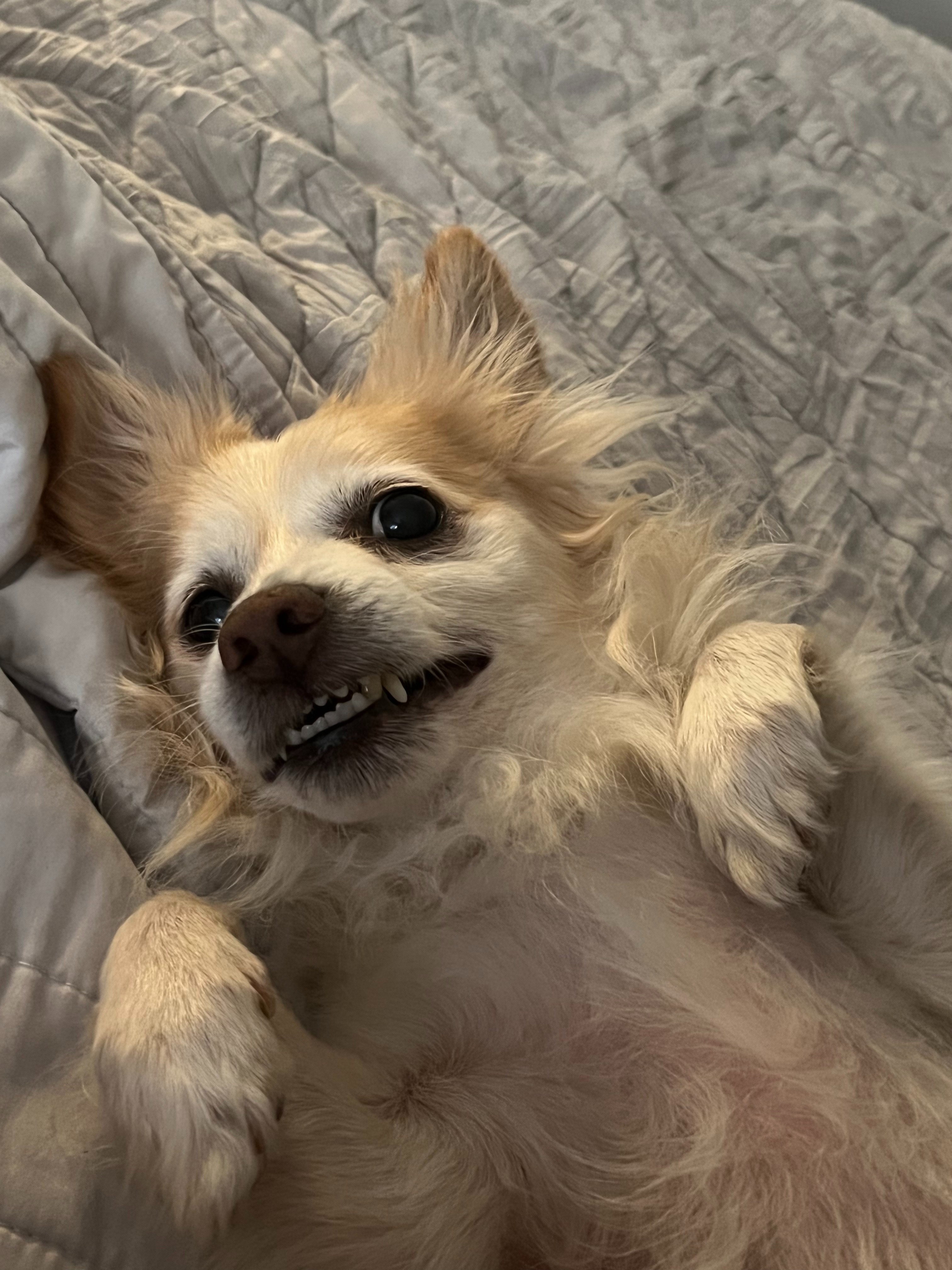 Help Milo Heal - Support Nicole & Her Best Friend campaign photo, 2 of 8