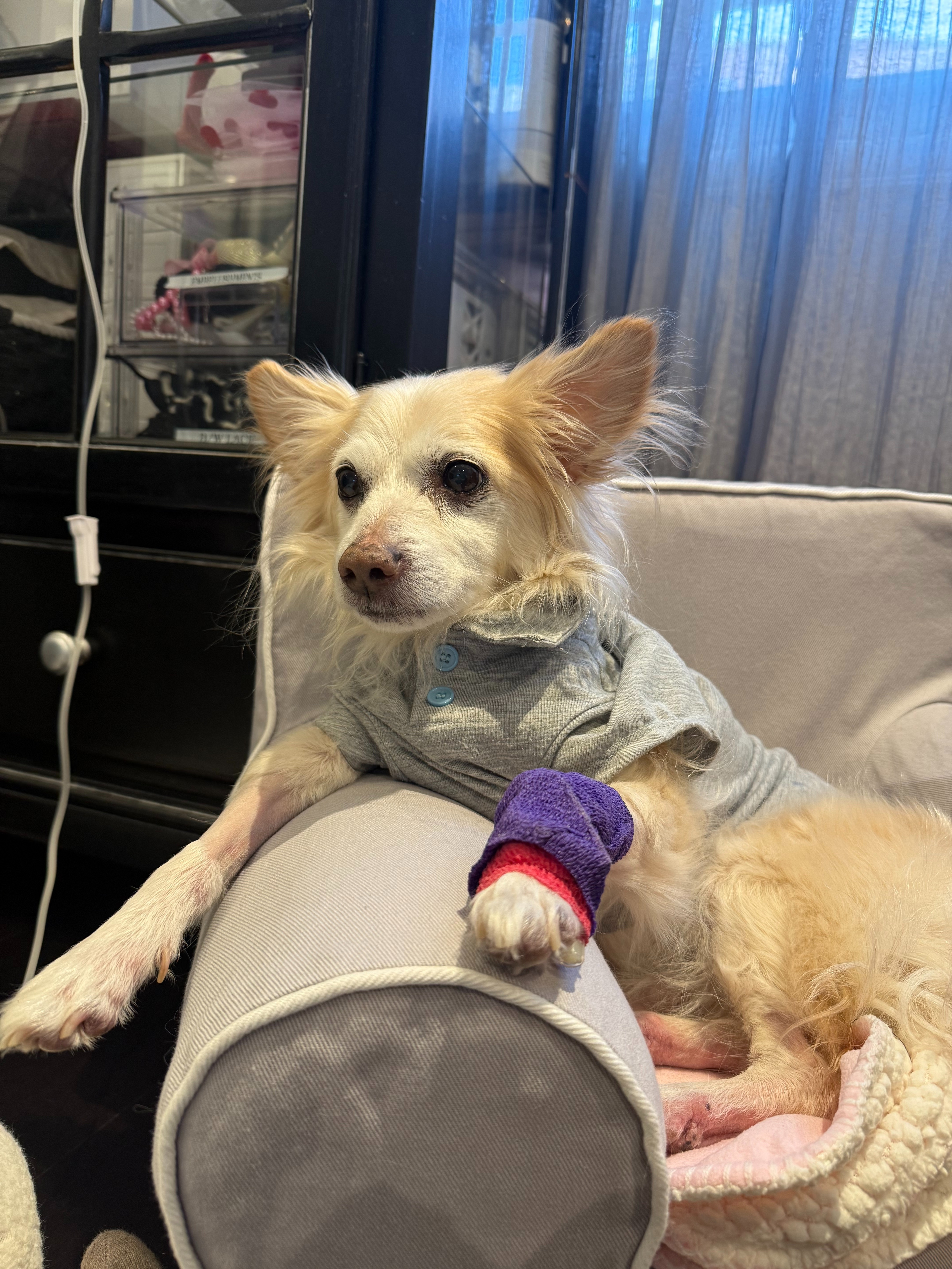 Help Milo Heal - Support Nicole & Her Best Friend campaign photo, 4 of 8