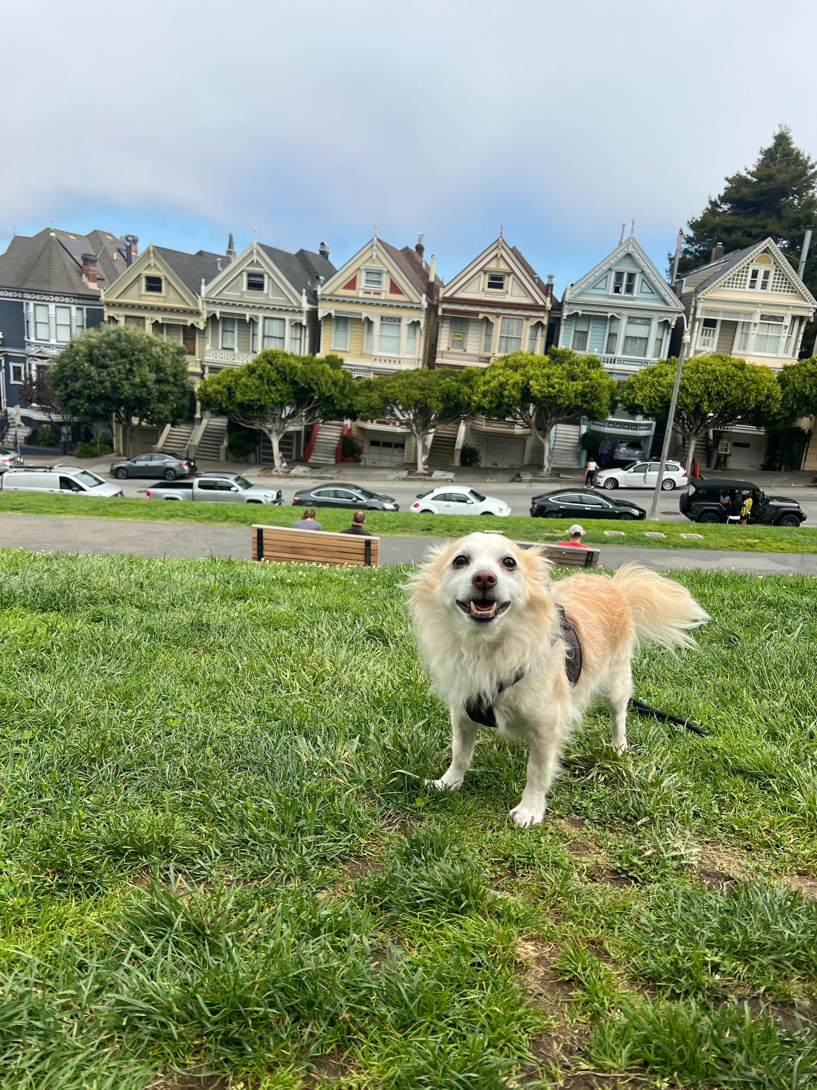Help Milo Heal - Support Nicole & Her Best Friend campaign photo, 5 of 8
