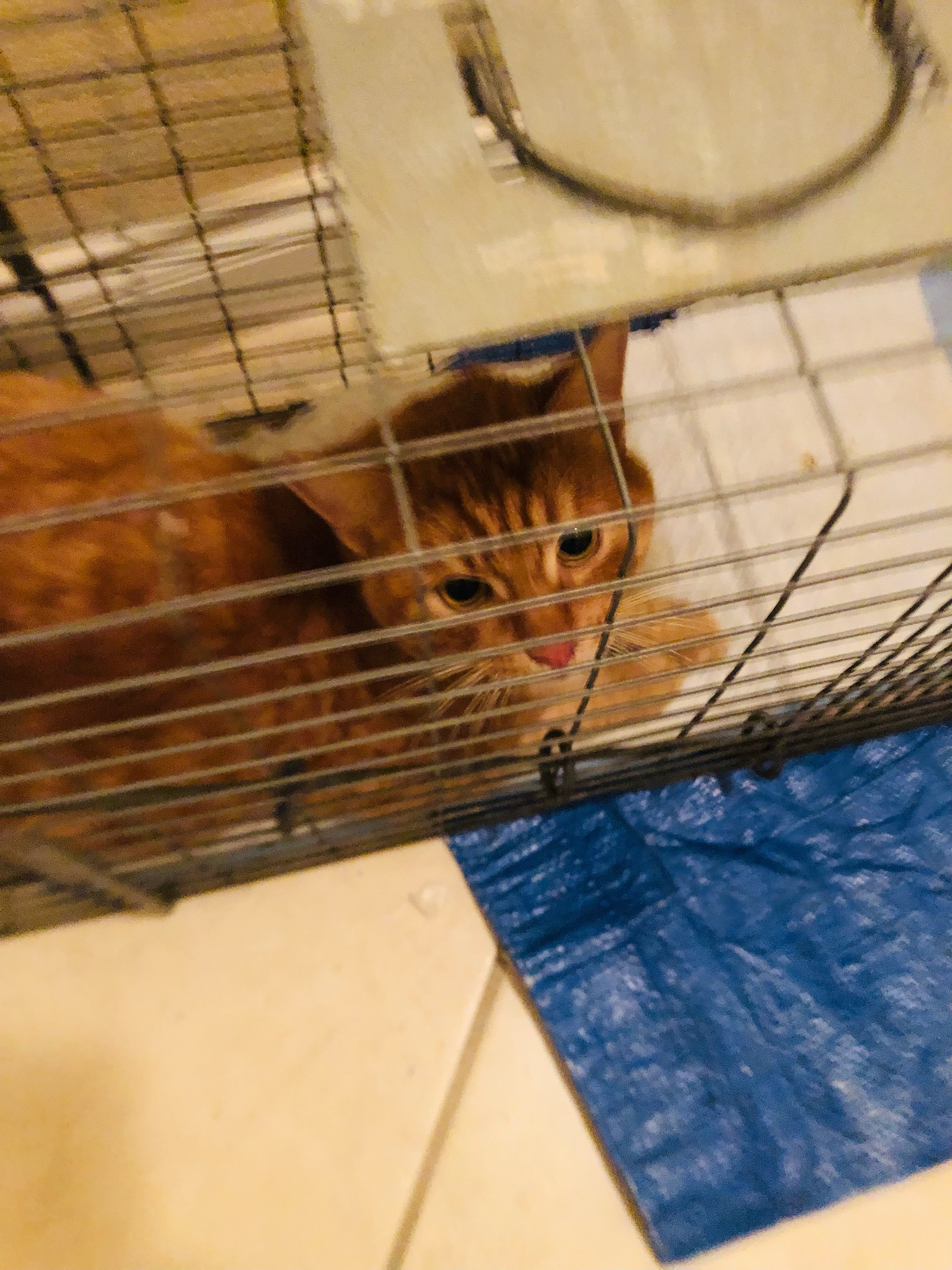 Save Butterscotch: Surgery for His Injured Leg campaign photo, 7 of 8