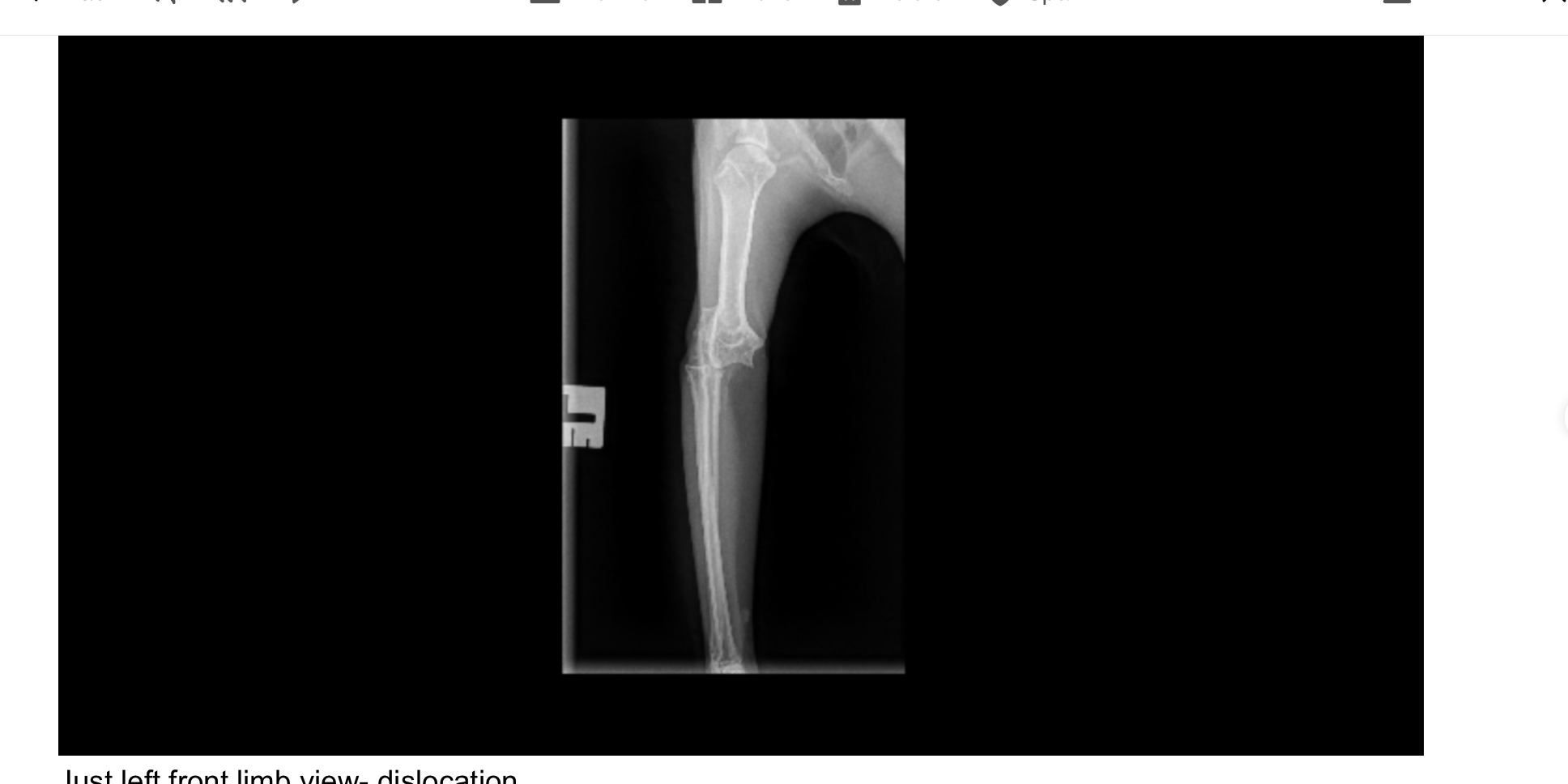 Save Butterscotch: Surgery for His Injured Leg campaign photo, 2 of 8