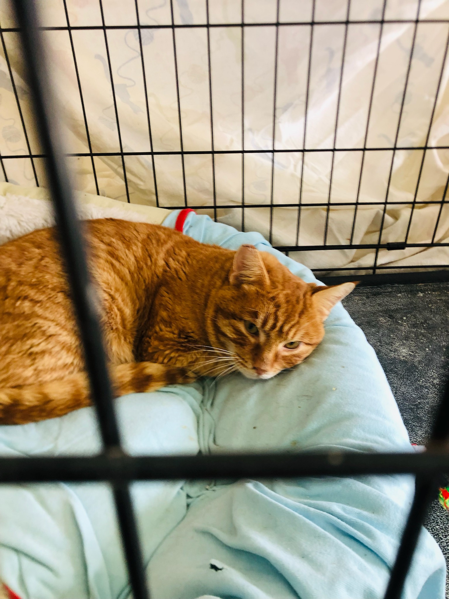 Save Butterscotch: Surgery for His Injured Leg campaign photo, 4 of 8