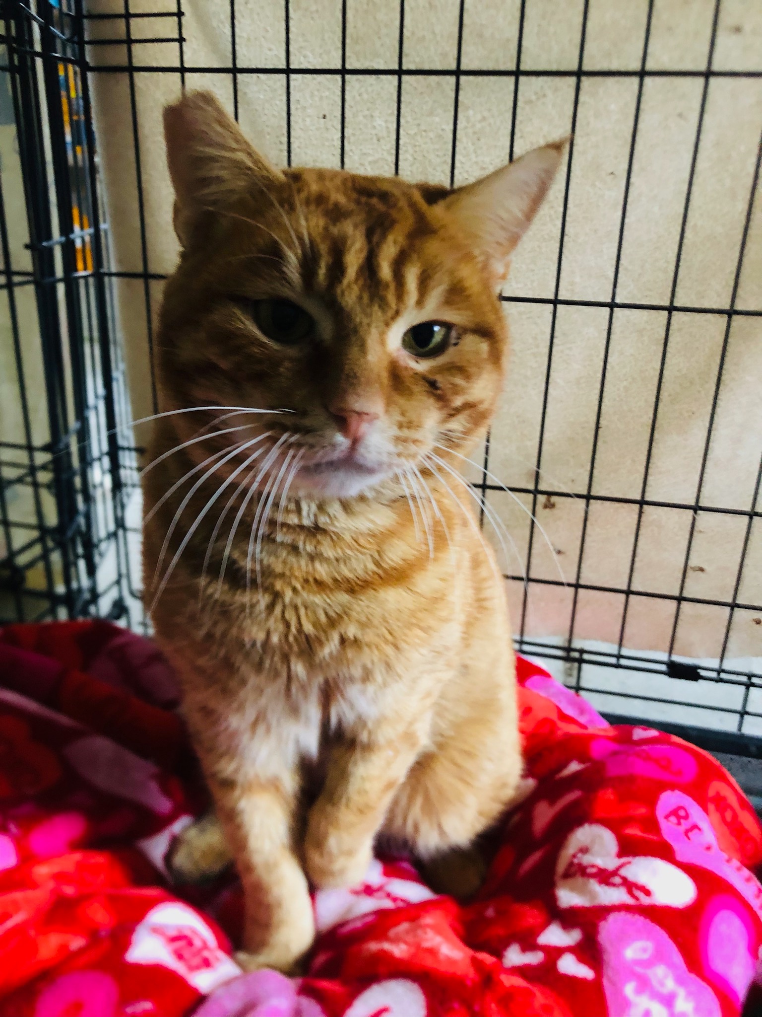 Save Butterscotch: Surgery for His Injured Leg campaign photo, 5 of 8