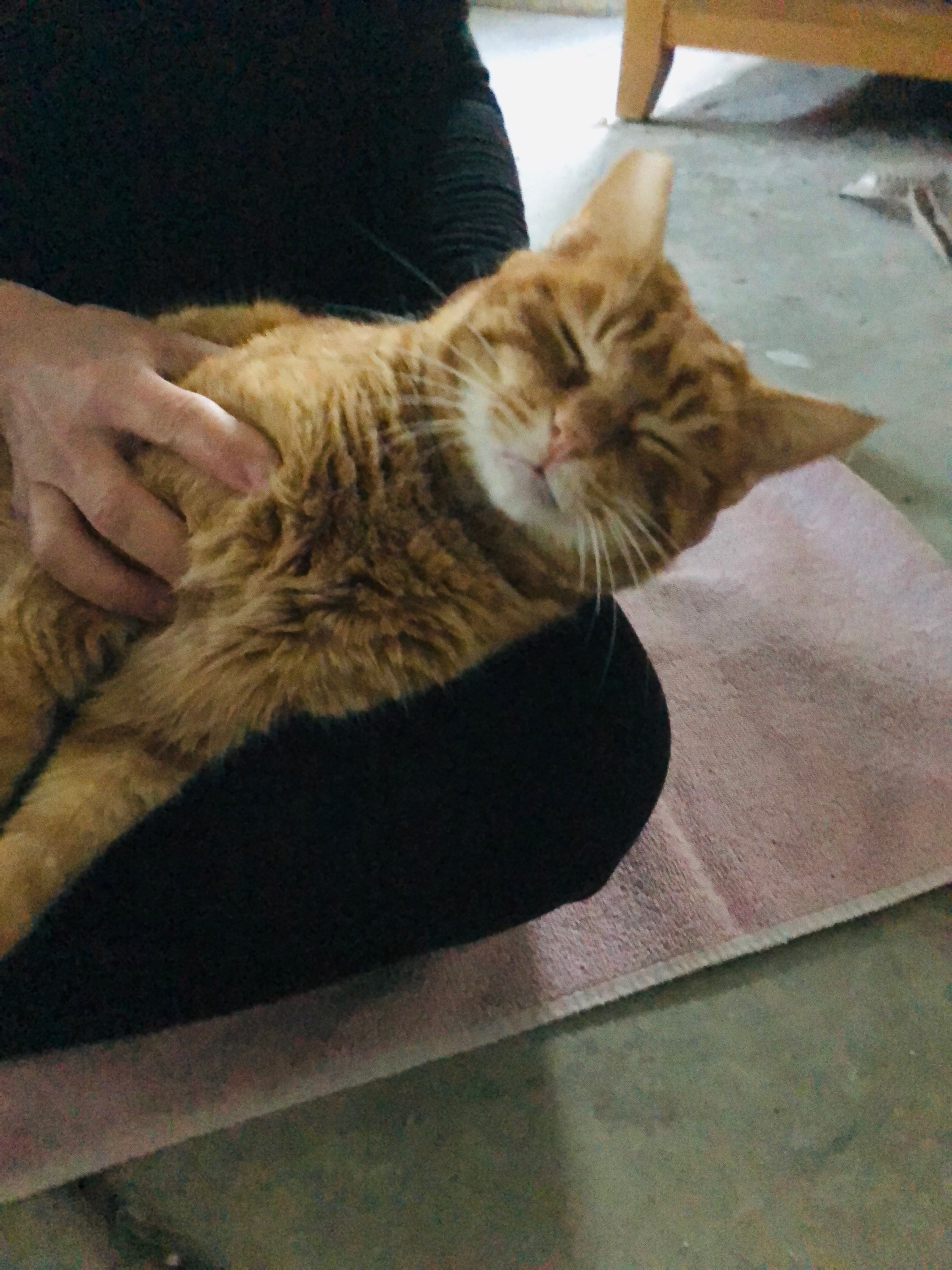 Save Butterscotch: Surgery for His Injured Leg campaign photo, 6 of 8