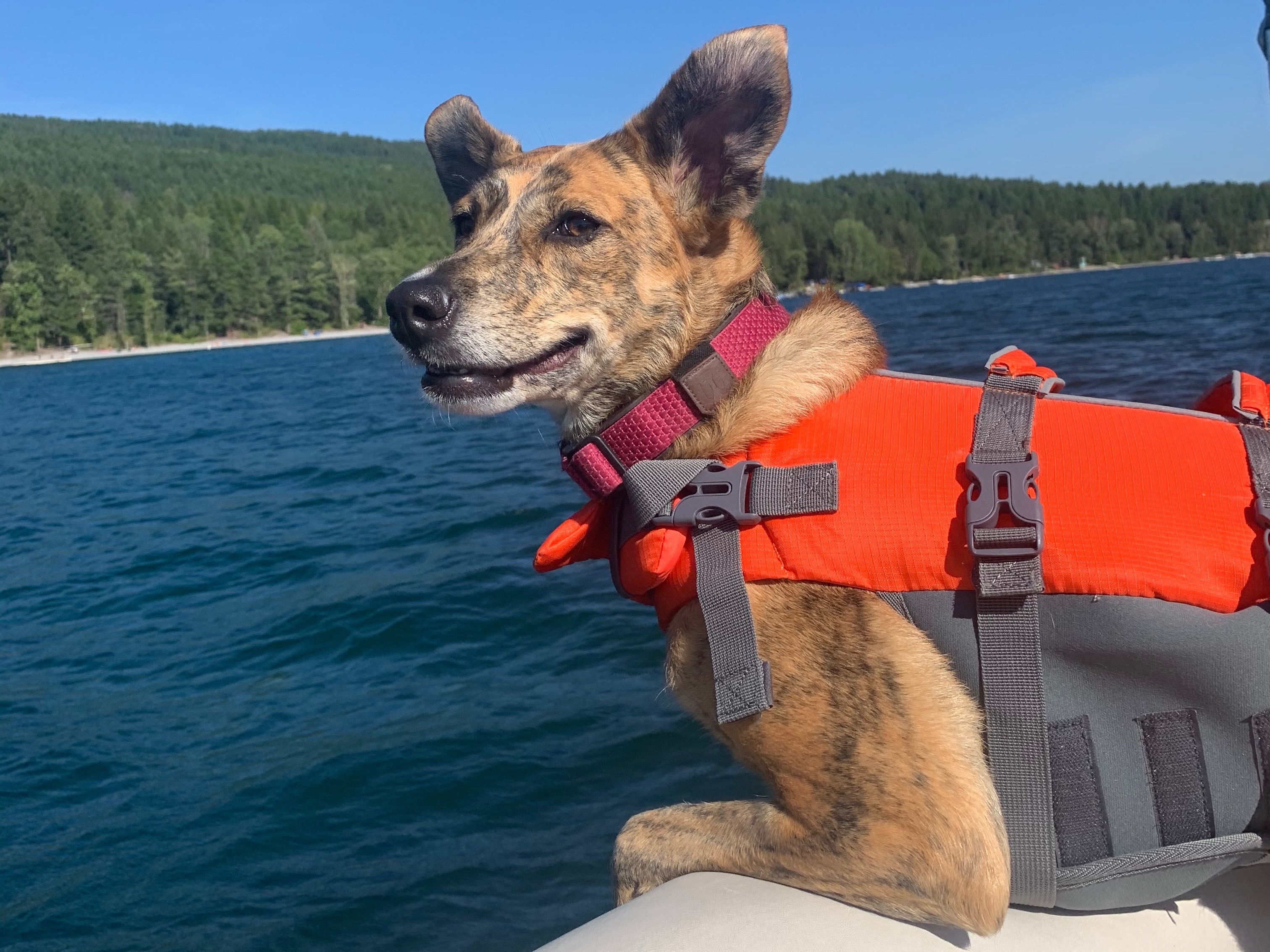 Help Lindsey and Charlie— Surgery for a Beloved Best Girl campaign photo, 2 of 8