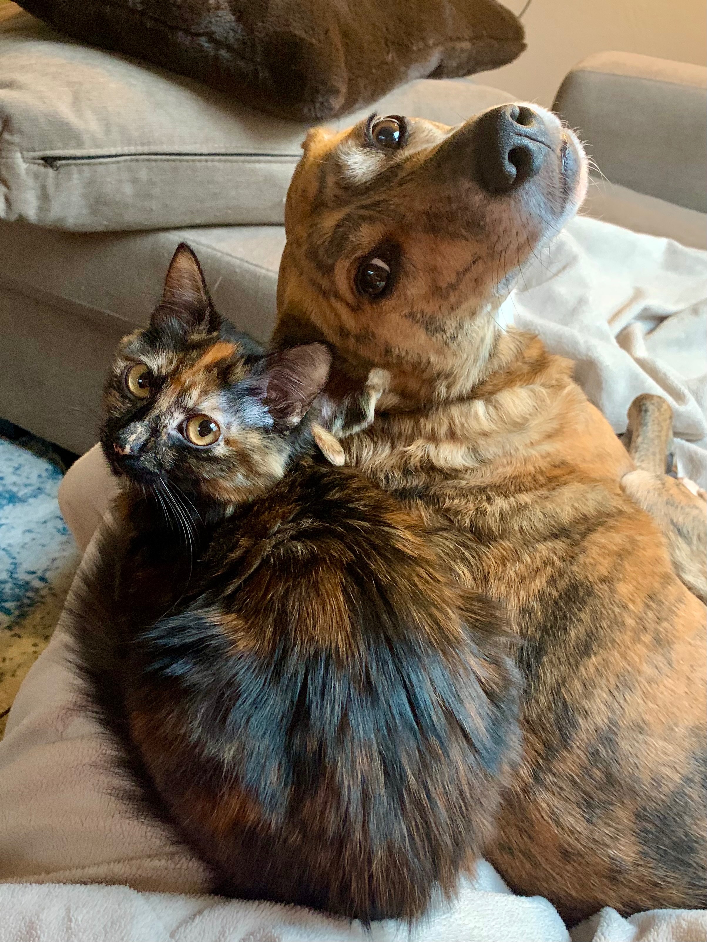 Help Lindsey and Charlie— Surgery for a Beloved Best Girl campaign photo, 5 of 8