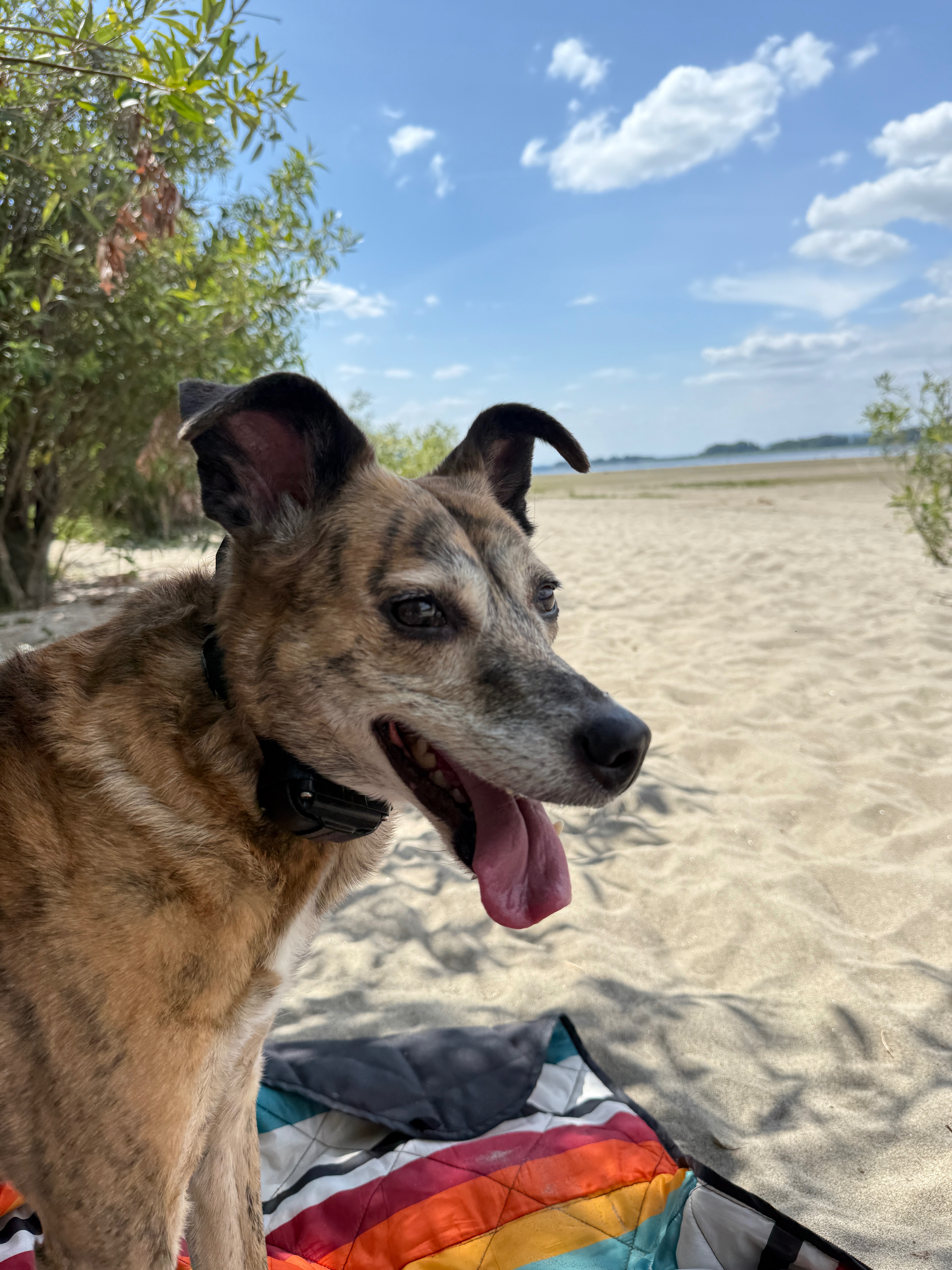 Help Lindsey and Charlie— Surgery for a Beloved Best Girl campaign photo, 6 of 8