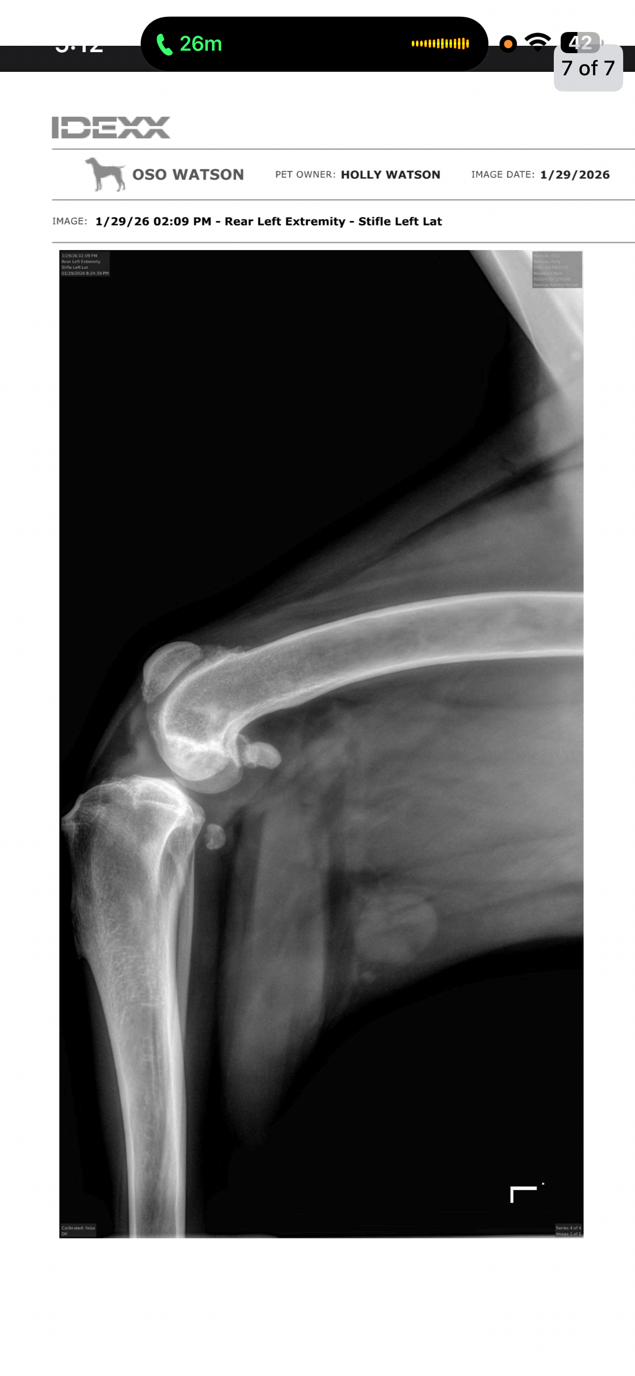 Help Oso Walk Again: Urgent Surgery Needed campaign photo, 7 of 8
