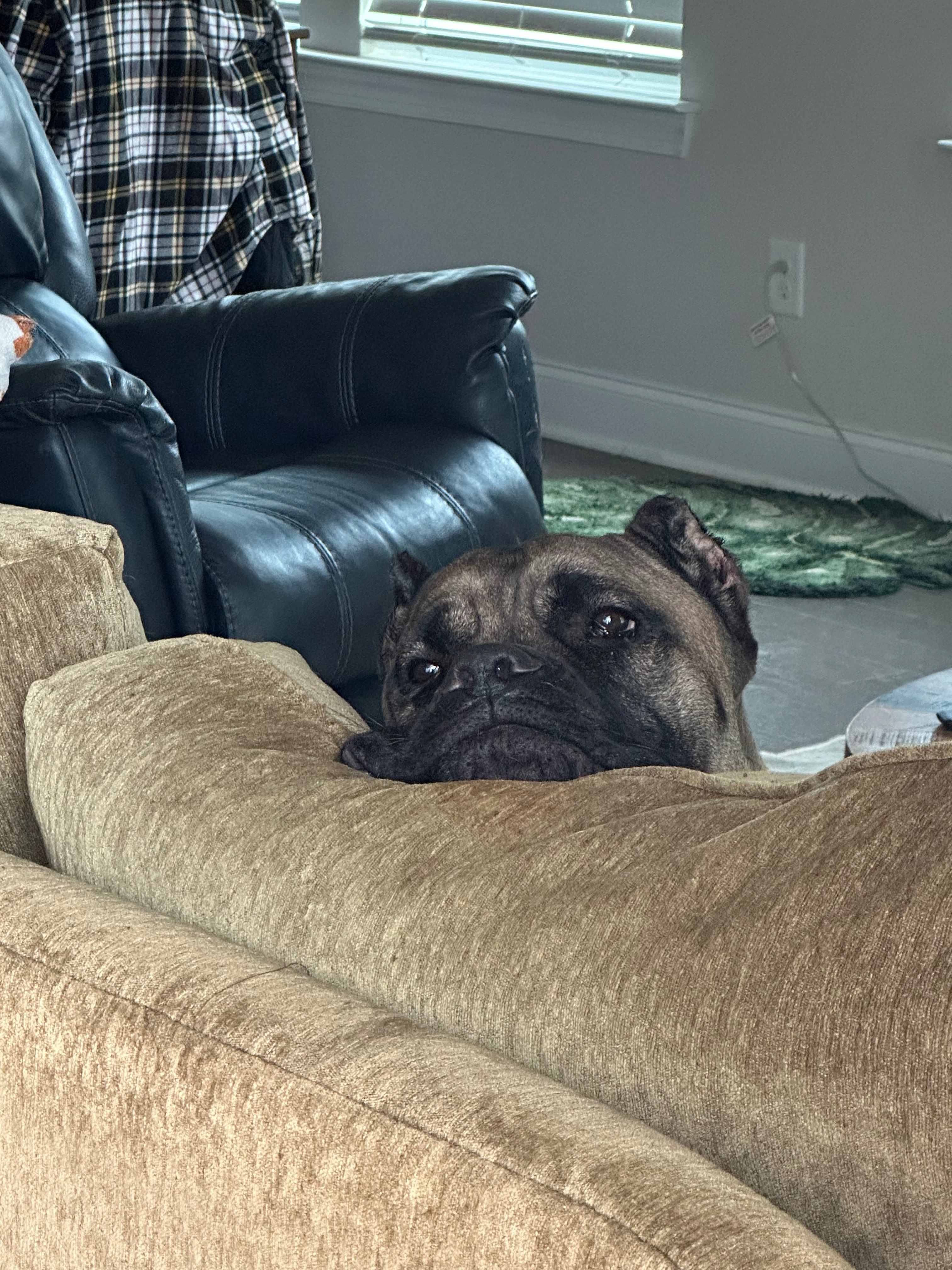 Help Oso Walk Again: Urgent Surgery Needed campaign photo, 4 of 8