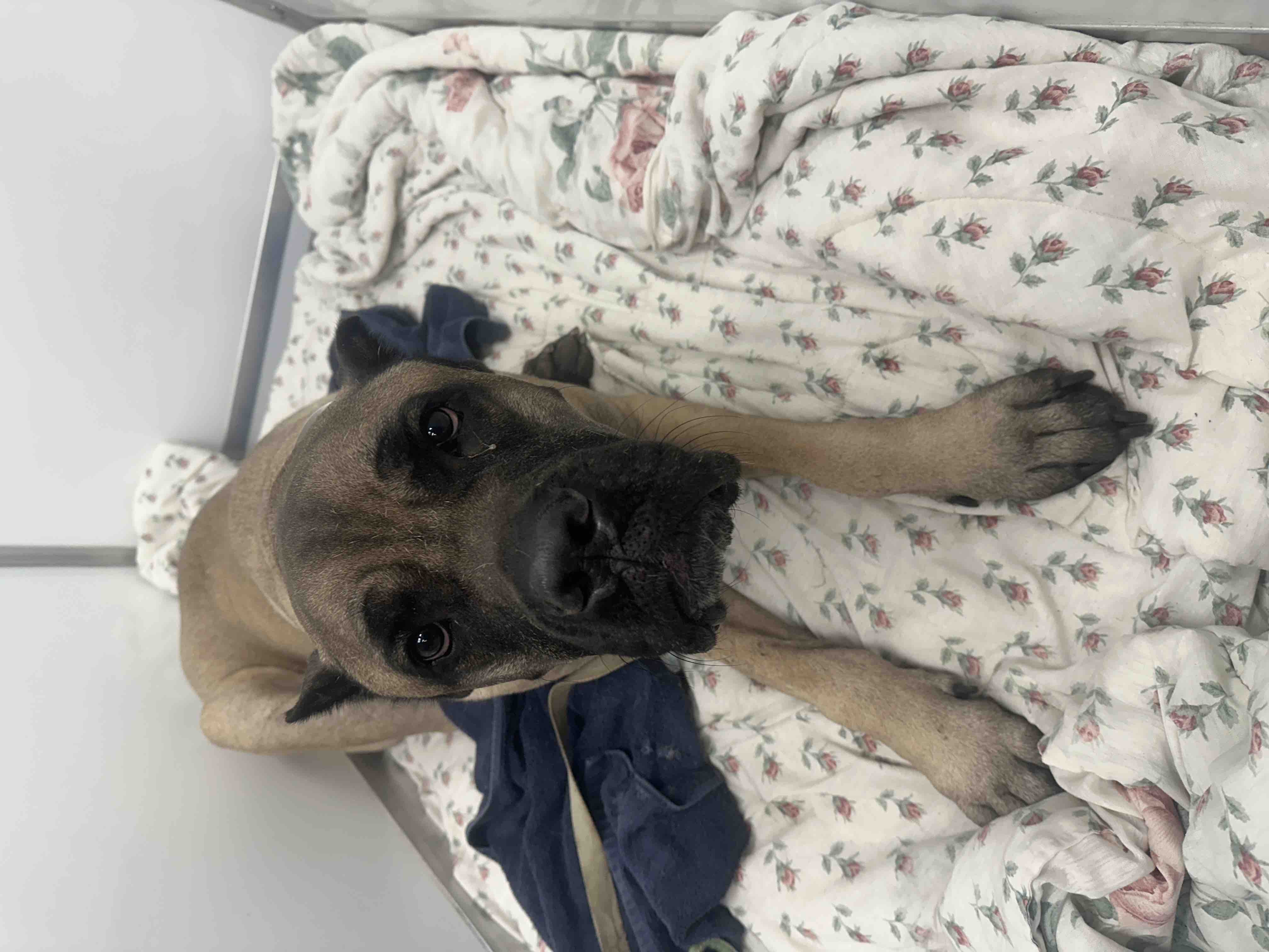 Help Oso Walk Again: Urgent Surgery Needed campaign photo, 6 of 8