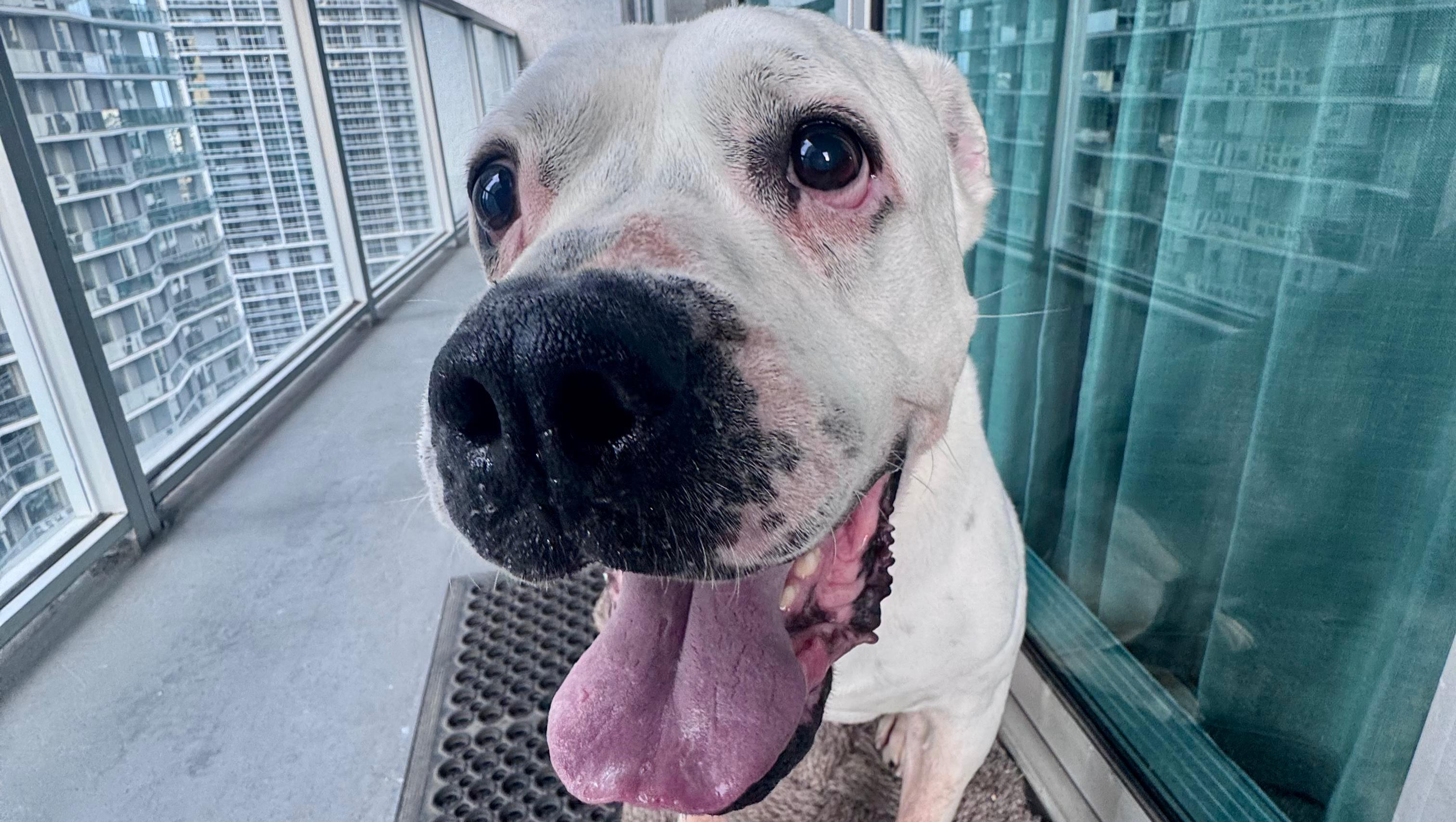 Save Coquito: A Senior Dog Who Was Meant to Be Loved photo