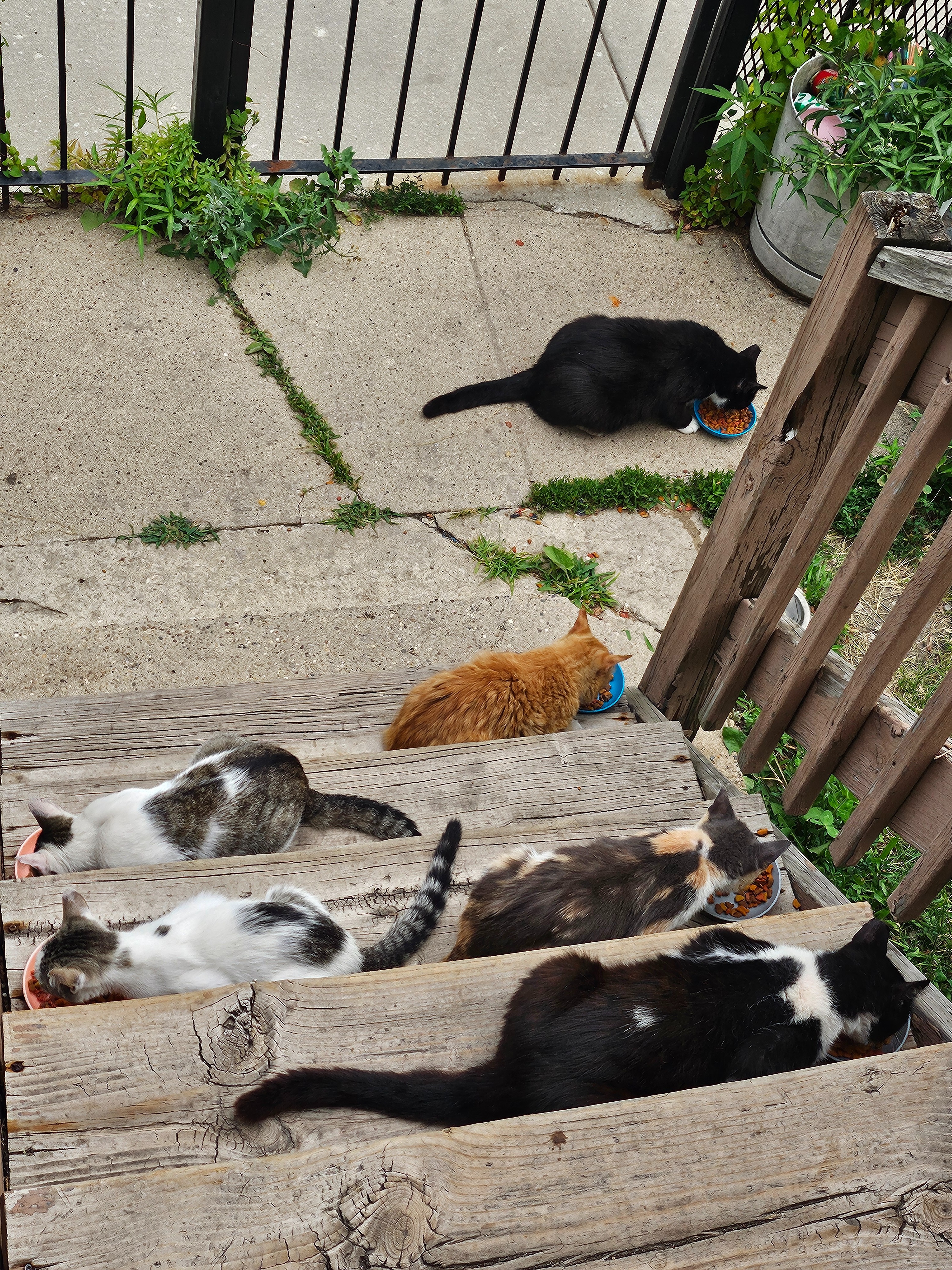 Help Support Stray Cats with Shelter, and Medical care campaign photo, 7 of 8