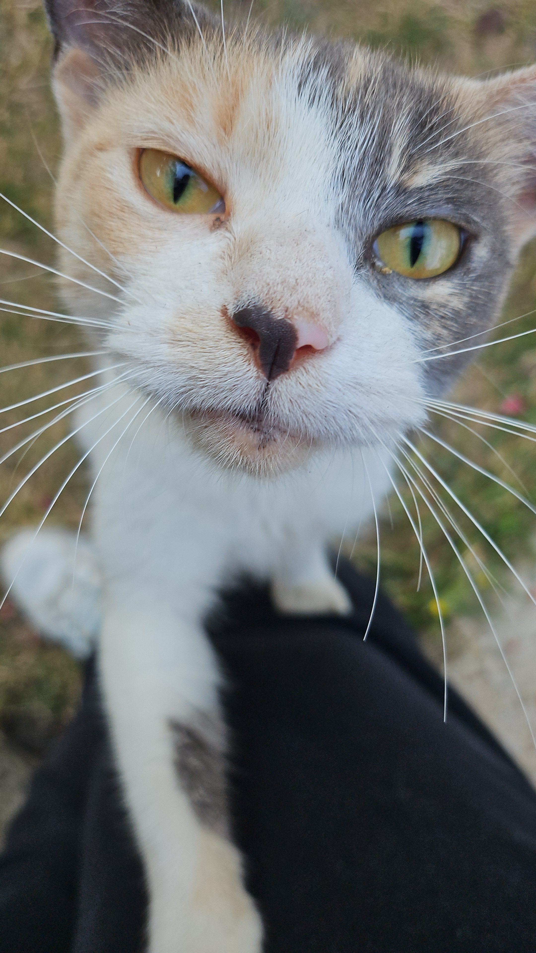 Help Support Stray Cats with Shelter, and Medical care campaign photo, 2 of 8