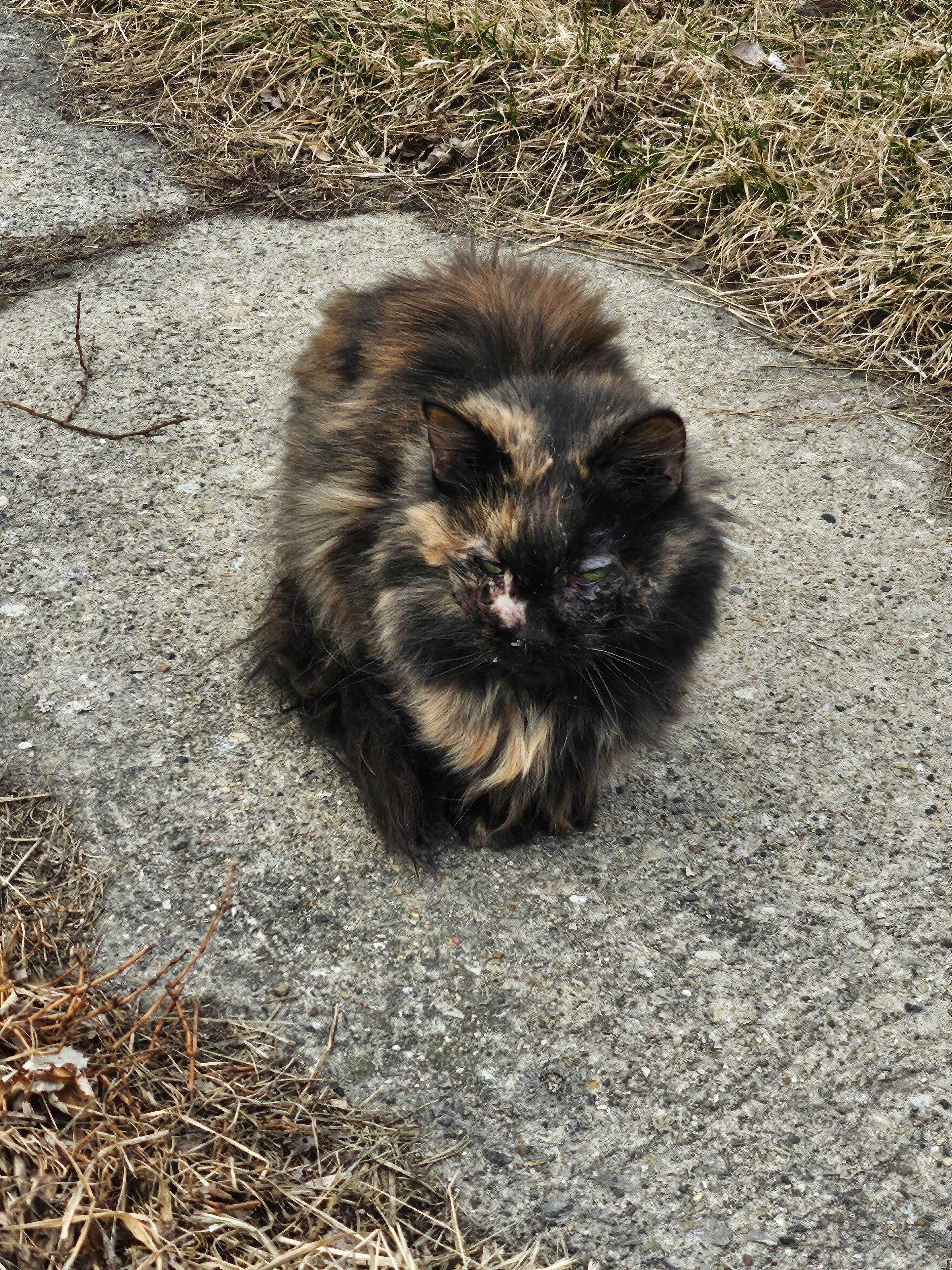 Help Support Stray Cats with Shelter, and Medical care campaign photo, 4 of 8