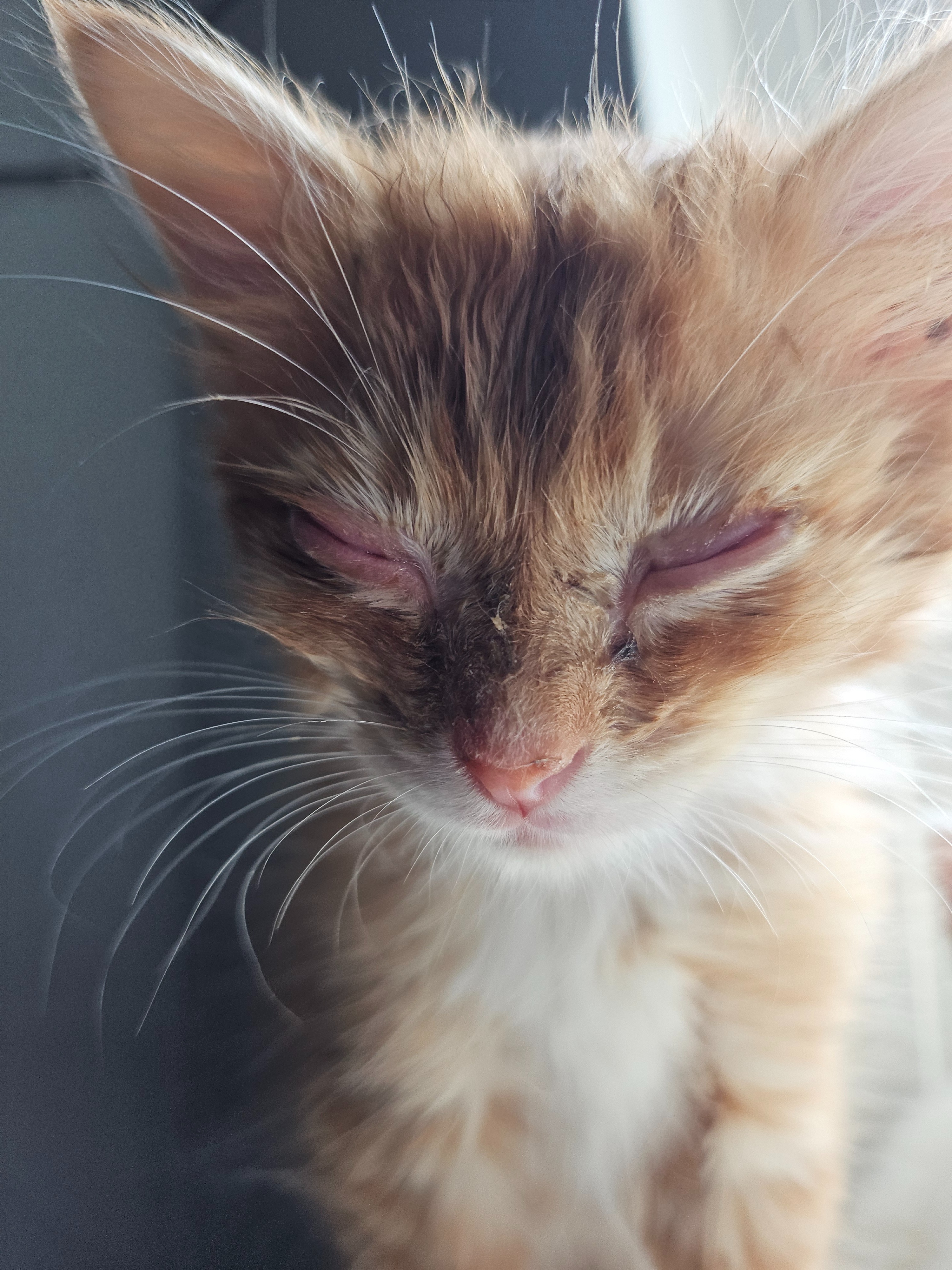 Help Support Stray Cats with Shelter, and Medical care campaign photo, 5 of 8