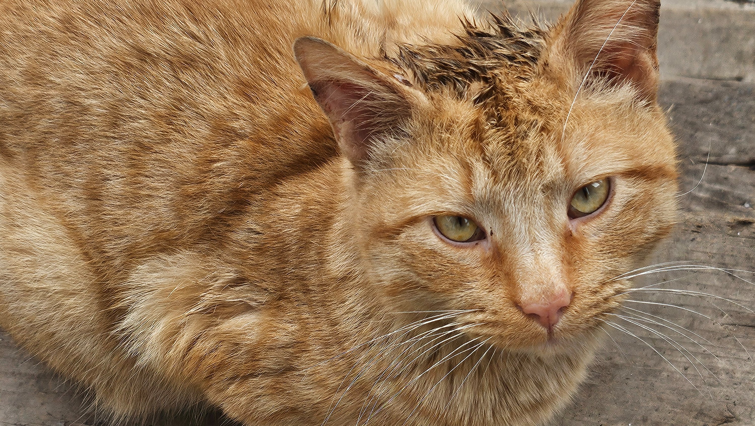 Help Support Stray Cats with Shelter, and Medical care photo