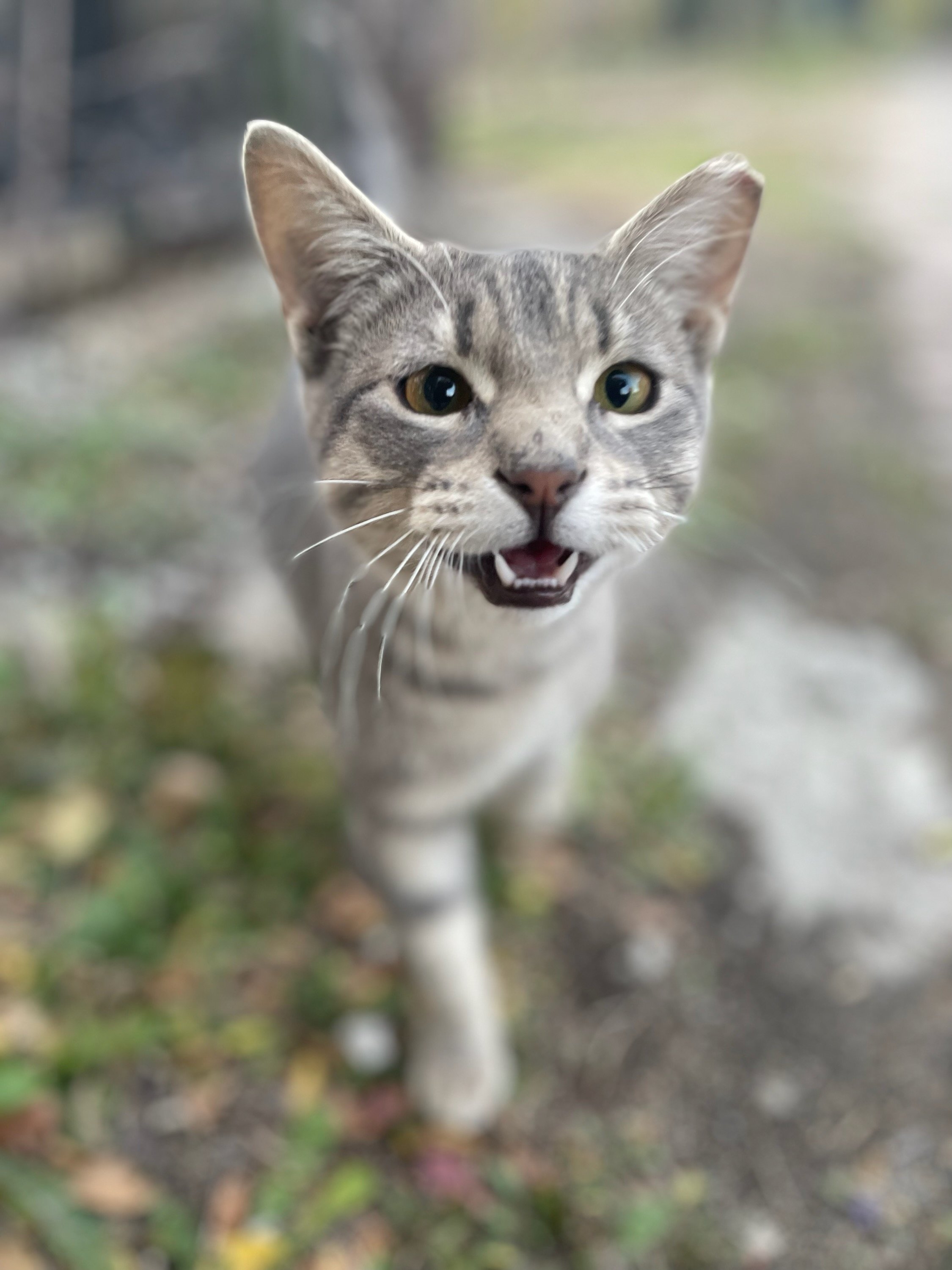 Help Support Stray Cats with Shelter, and Medical care campaign photo, 6 of 8