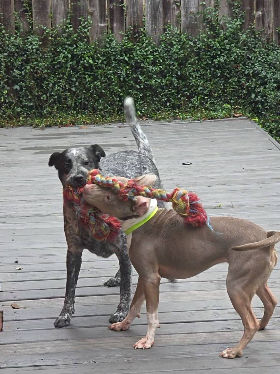 Help Bonnie Get Heartworm Treatment campaign photo, 7 of 8