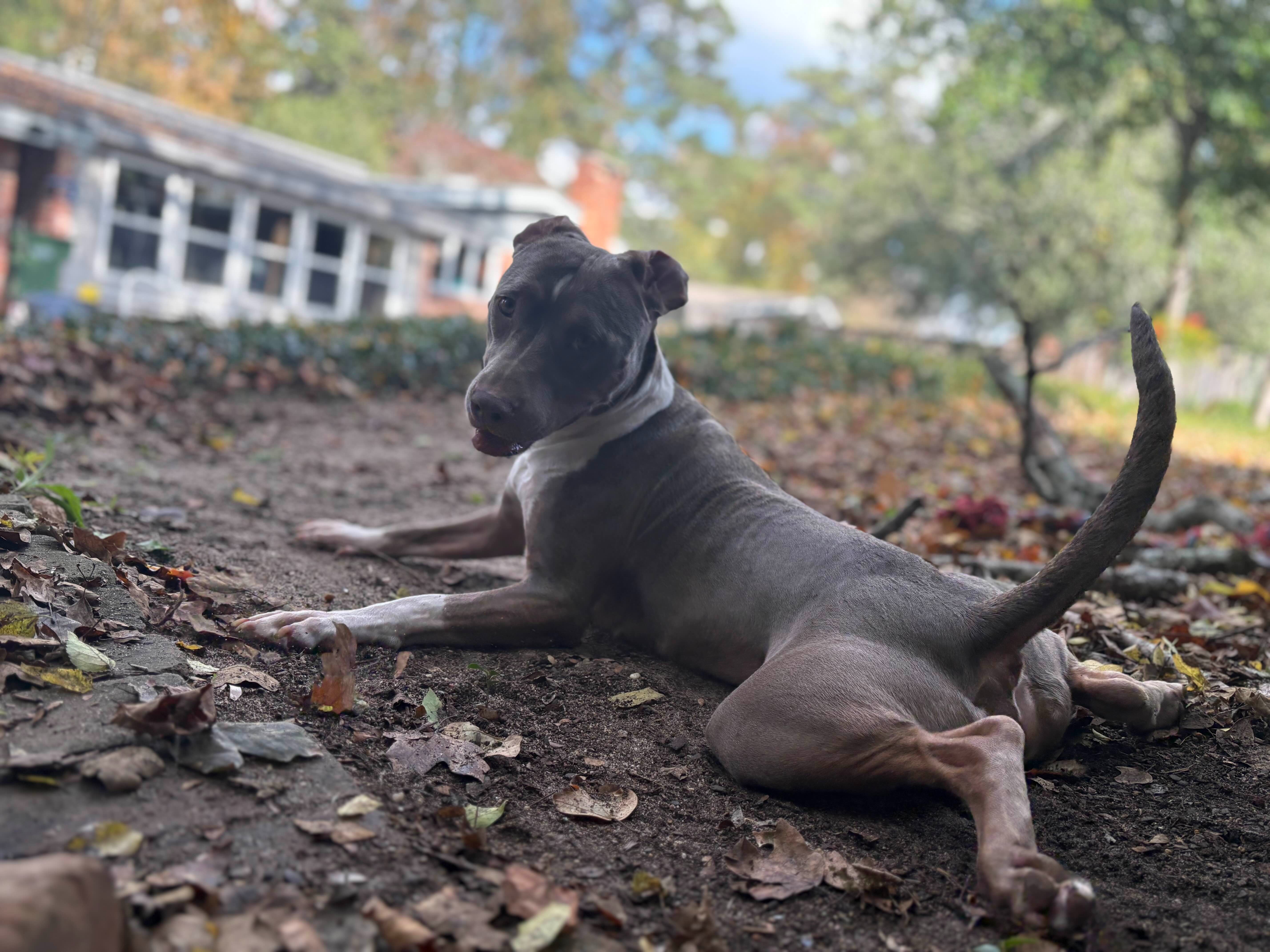 Help Bonnie Get Heartworm Treatment campaign photo, 2 of 8