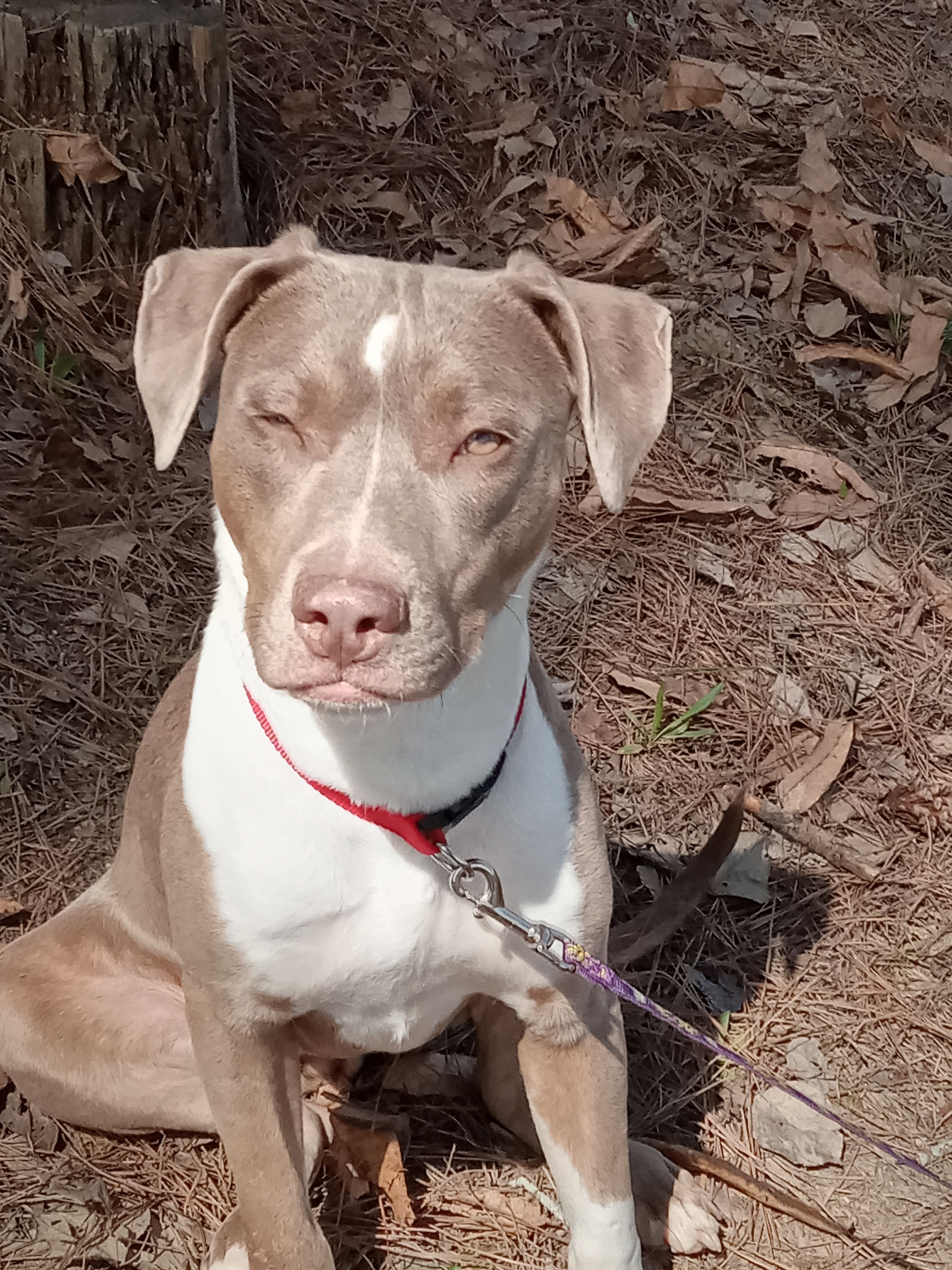 Help Bonnie Get Heartworm Treatment campaign photo, 4 of 8