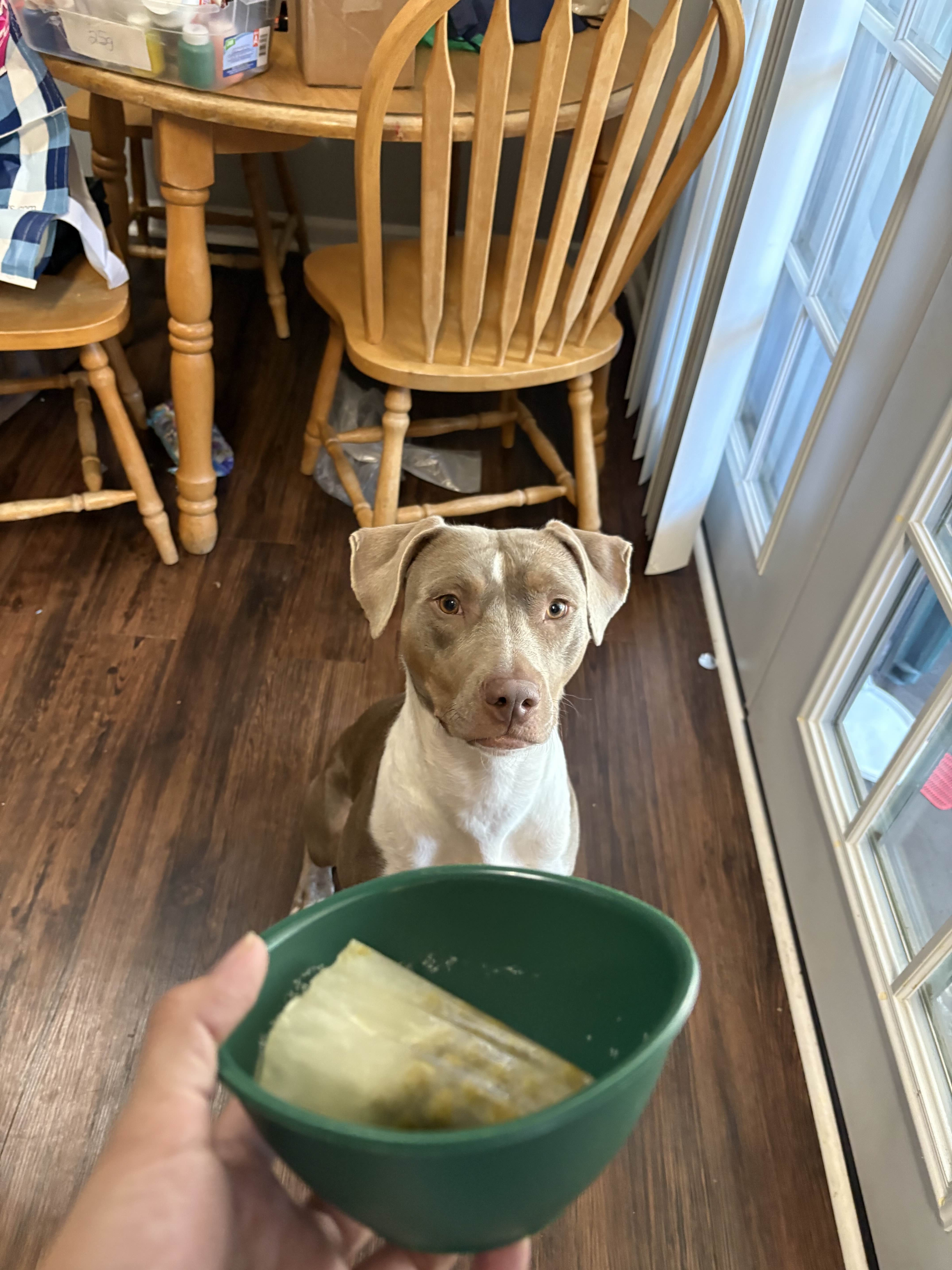 Help Bonnie Get Heartworm Treatment campaign photo, 5 of 8