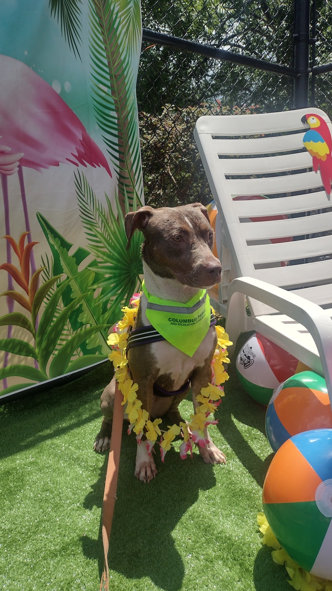 Help Bonnie Get Heartworm Treatment campaign photo, 6 of 8