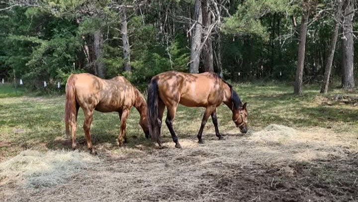 Help Ivy & Her Animals Stay Warm & Fed photo