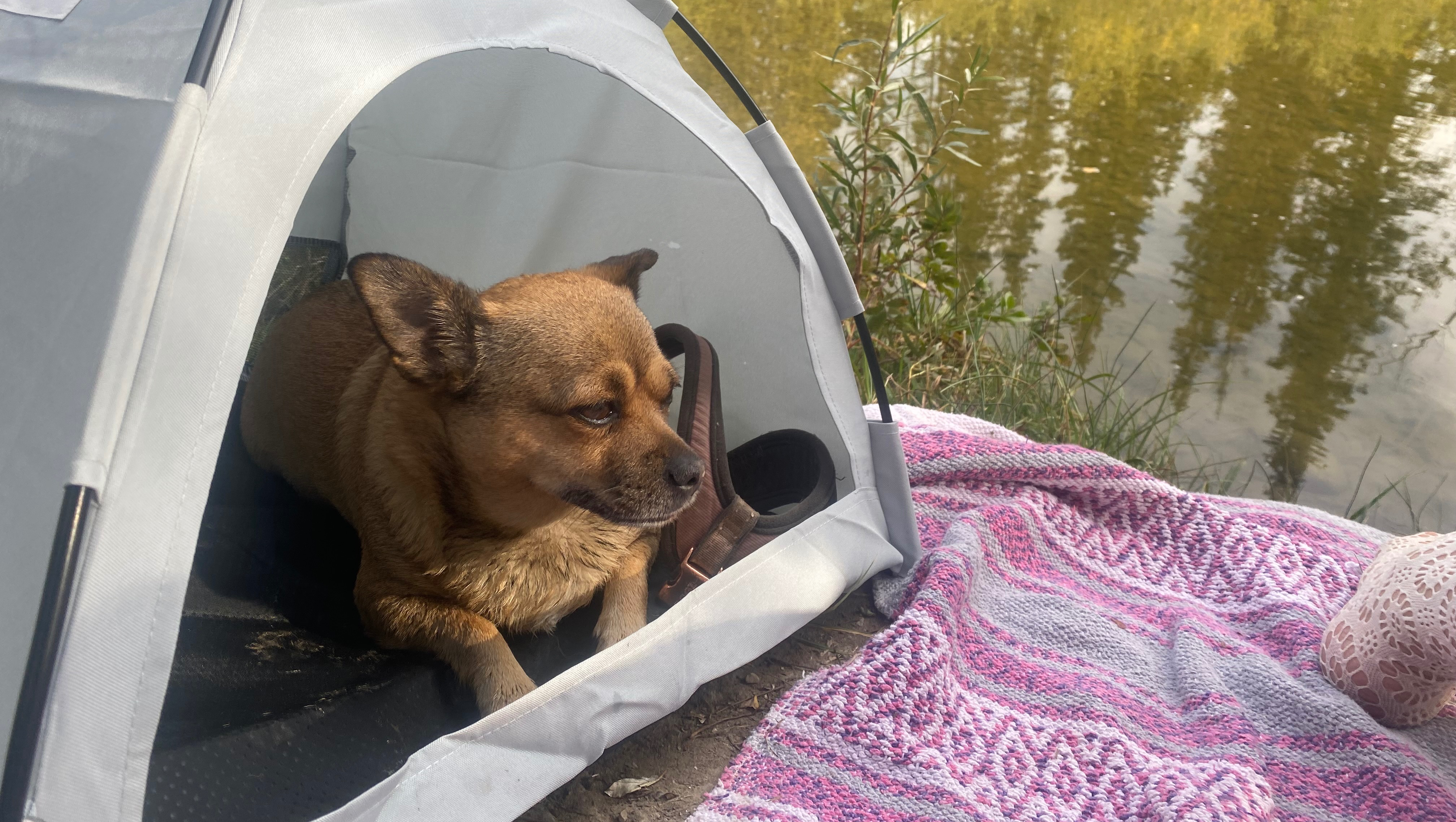 Bunni’s Surgery photo