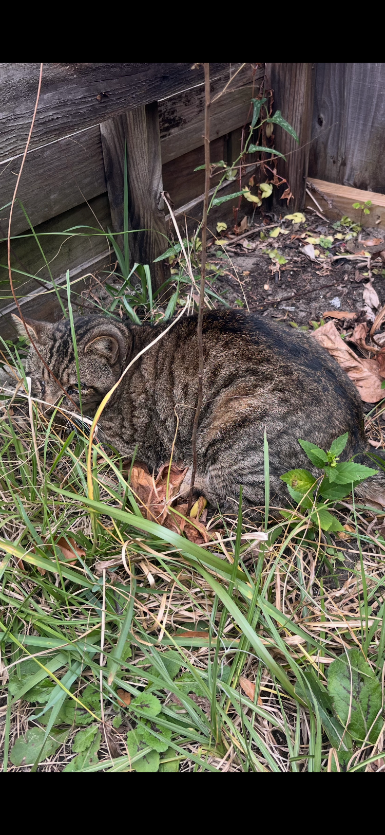 Help Diane Care for an Injured Cat campaign photo, 4 of 4