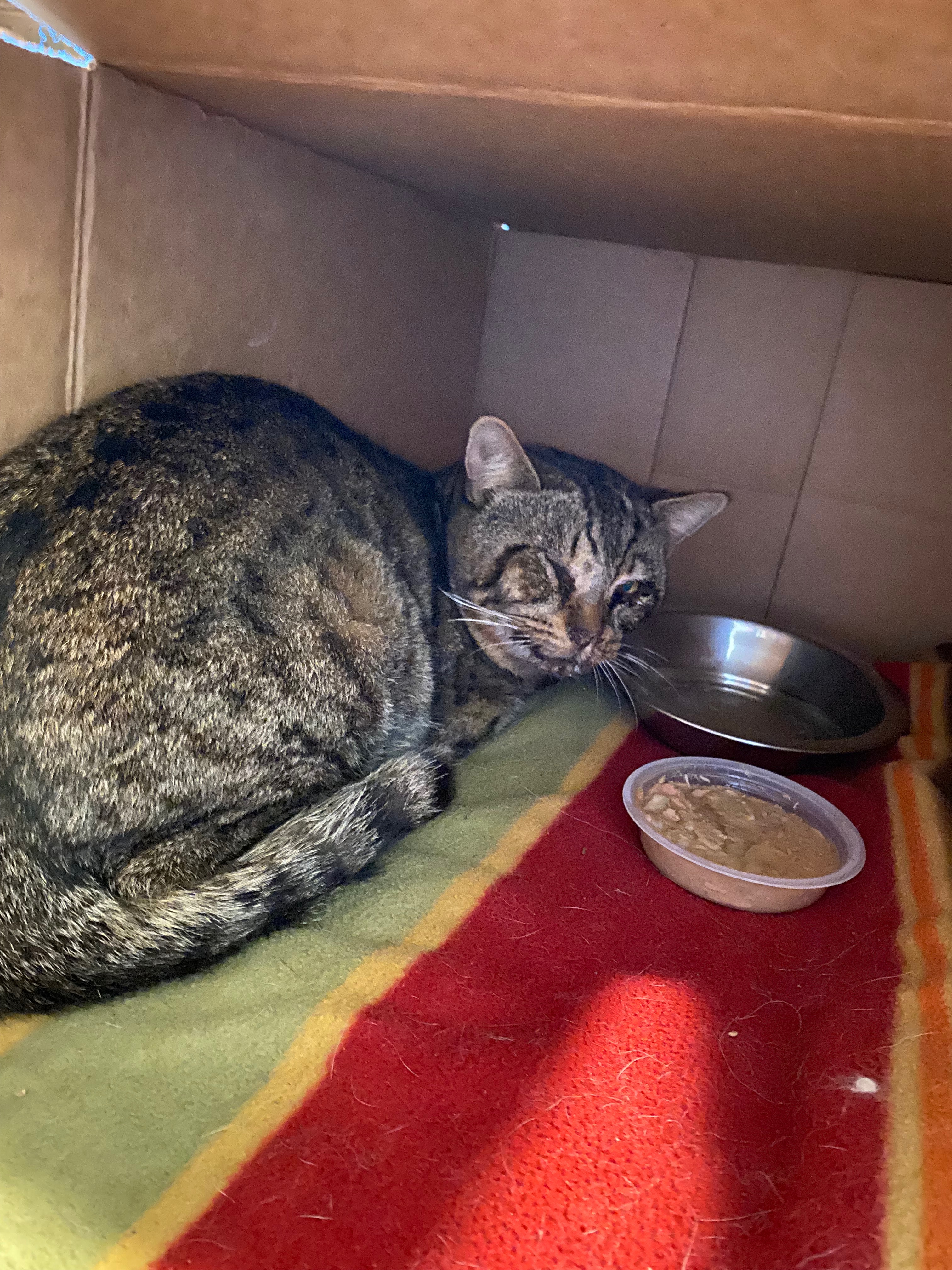 Help Diane Care for an Injured Cat campaign photo, 2 of 4