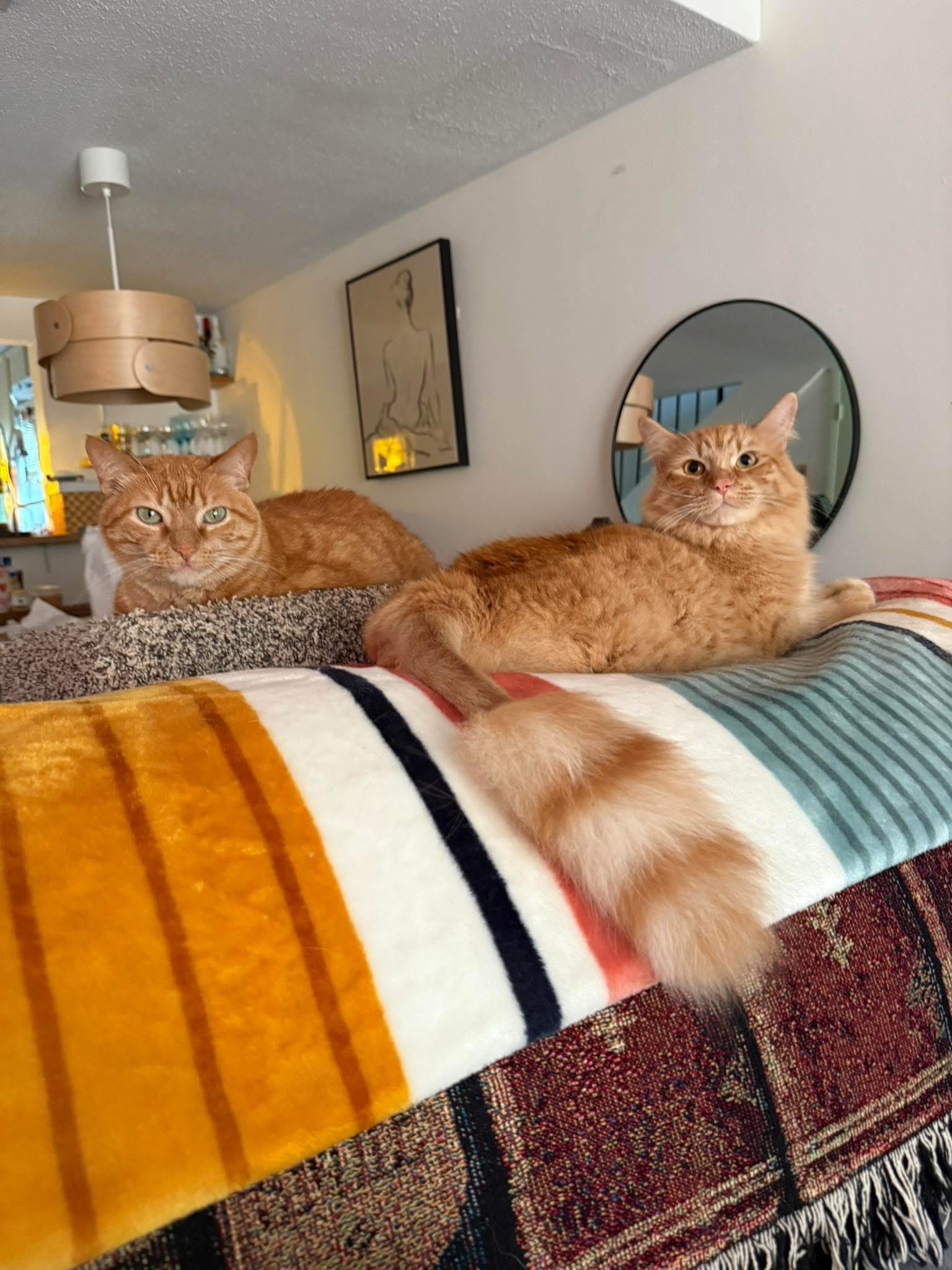 Support Wheels' Lifesaving Vet Care ❤️ campaign photo, 4 of 8