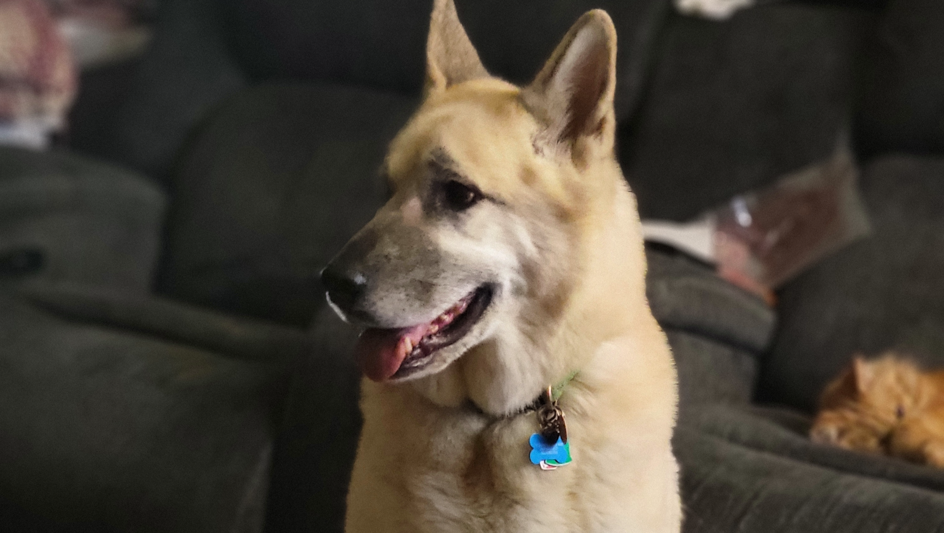 Help Our Dog Get Urgent Eye Care photo