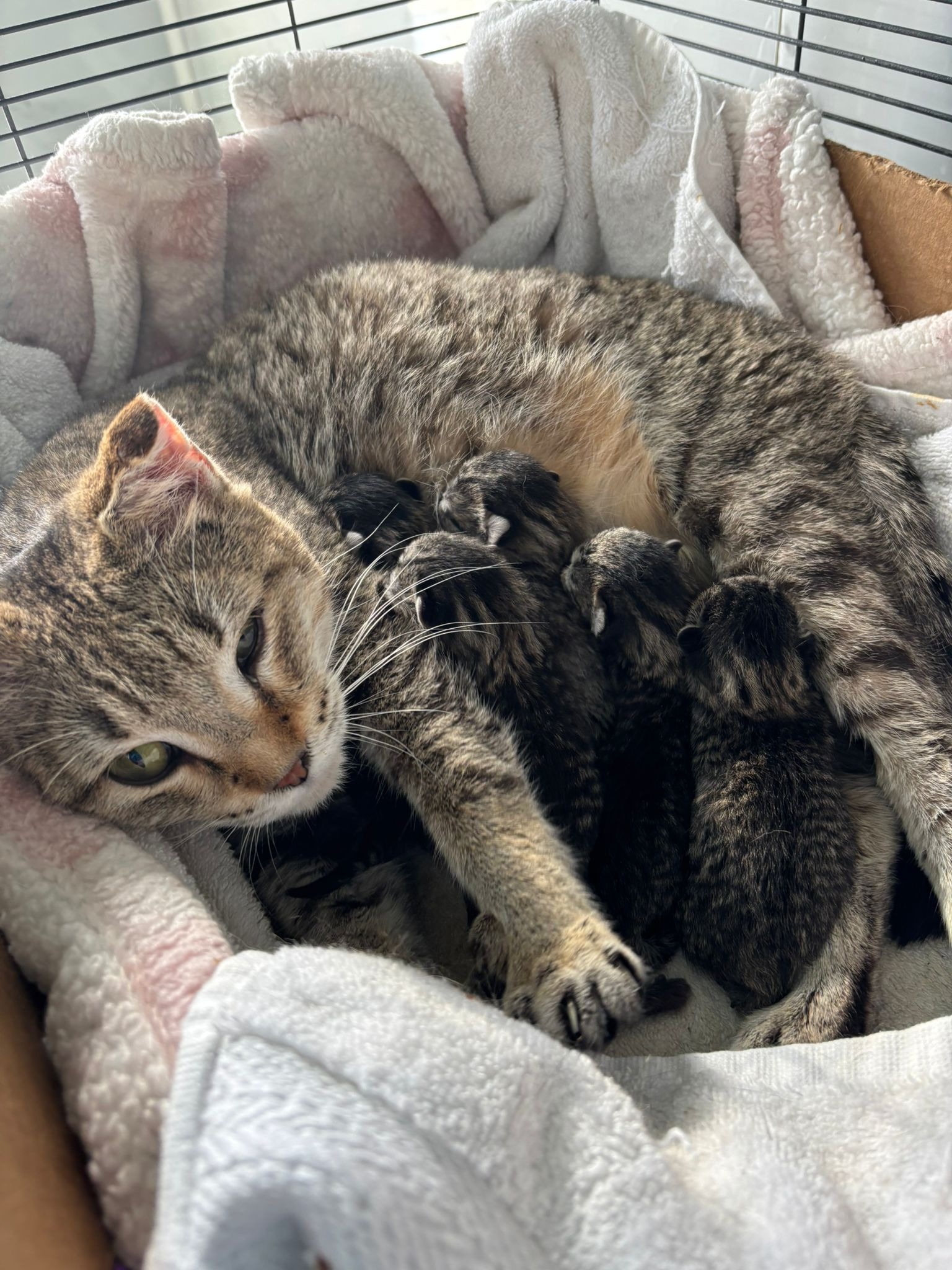 From Critical Care to Recovery:Help Save Sick Cats & Kittens campaign photo, 6 of 6