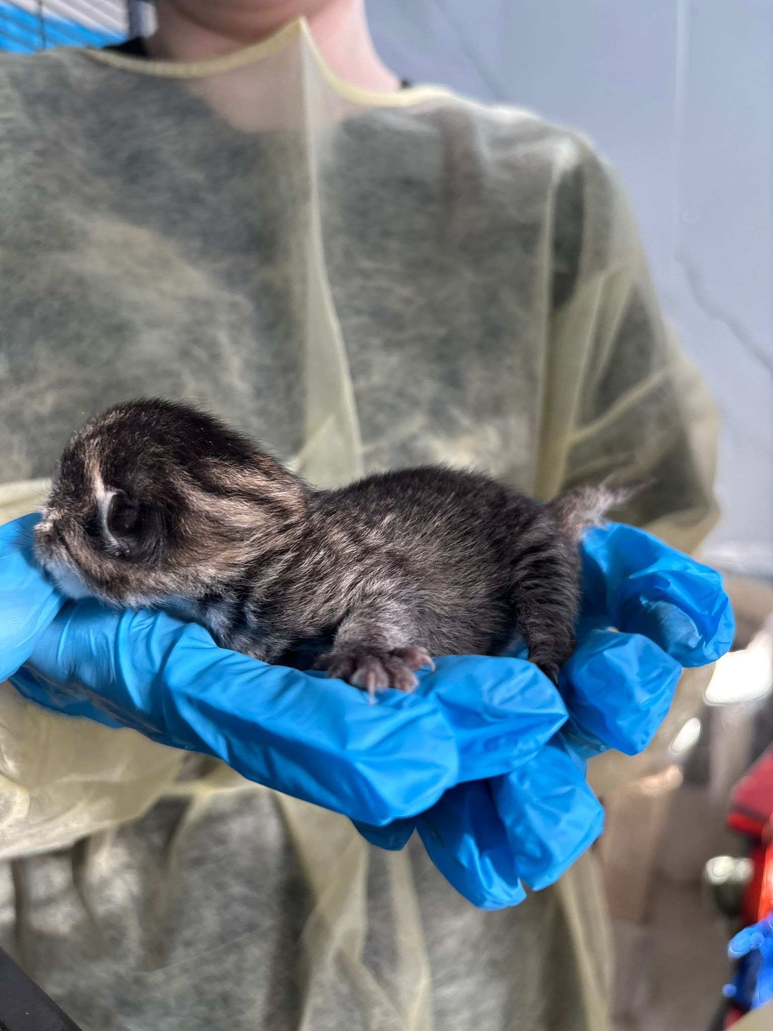 From Critical Care to Recovery:Help Save Sick Cats & Kittens campaign photo, 2 of 6