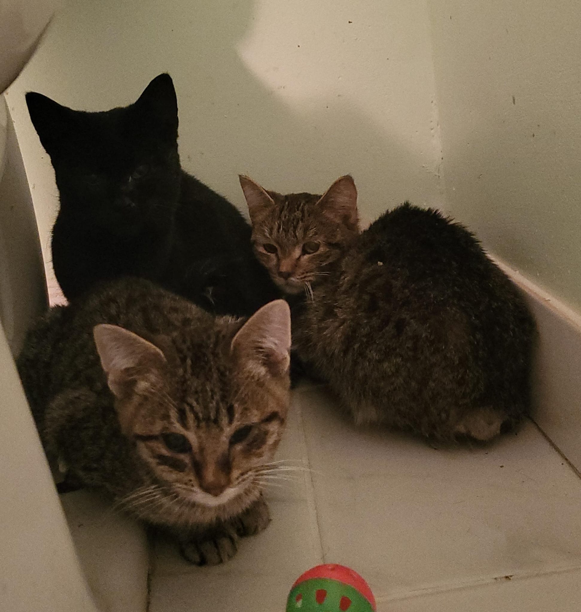 From Critical Care to Recovery:Help Save Sick Cats & Kittens campaign photo, 4 of 6