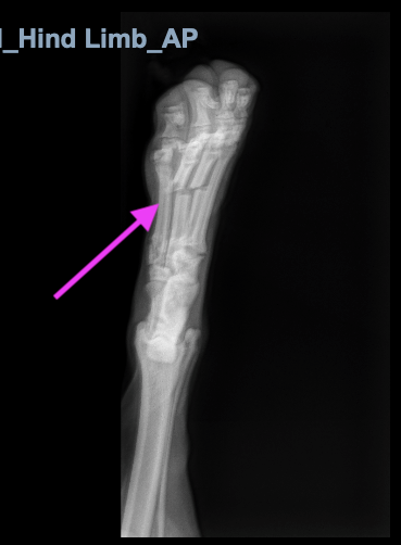 Help Nova Heal: Support her Surgery Costs campaign photo, 2 of 6