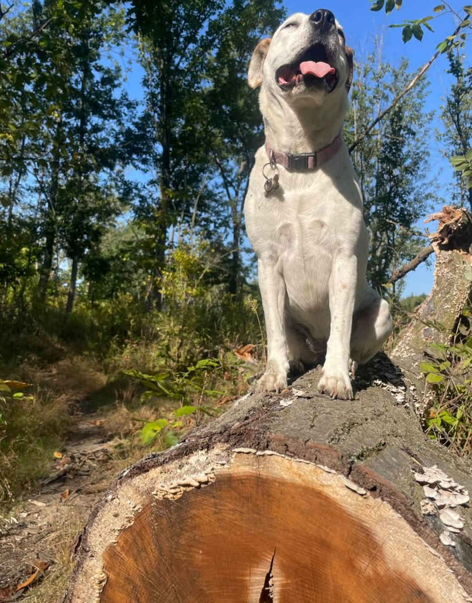 Help Nova Heal: Support her Surgery Costs campaign photo, 4 of 6