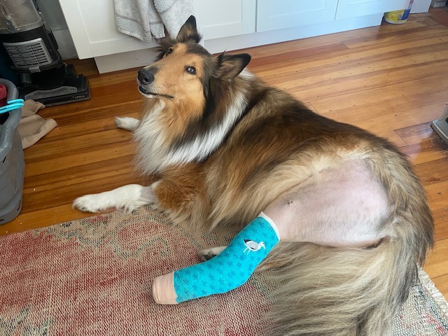 Help Bippy Heal: Support Glorfindel’s Recovery campaign photo, 5 of 6