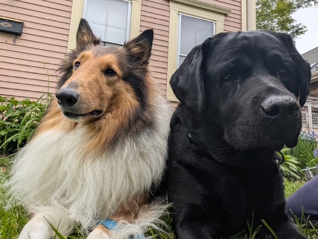Help Bippy Heal: Support Glorfindel’s Recovery campaign photo, 2 of 6