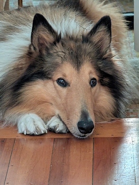 Help Bippy Heal: Support Glorfindel’s Recovery campaign photo, 4 of 6