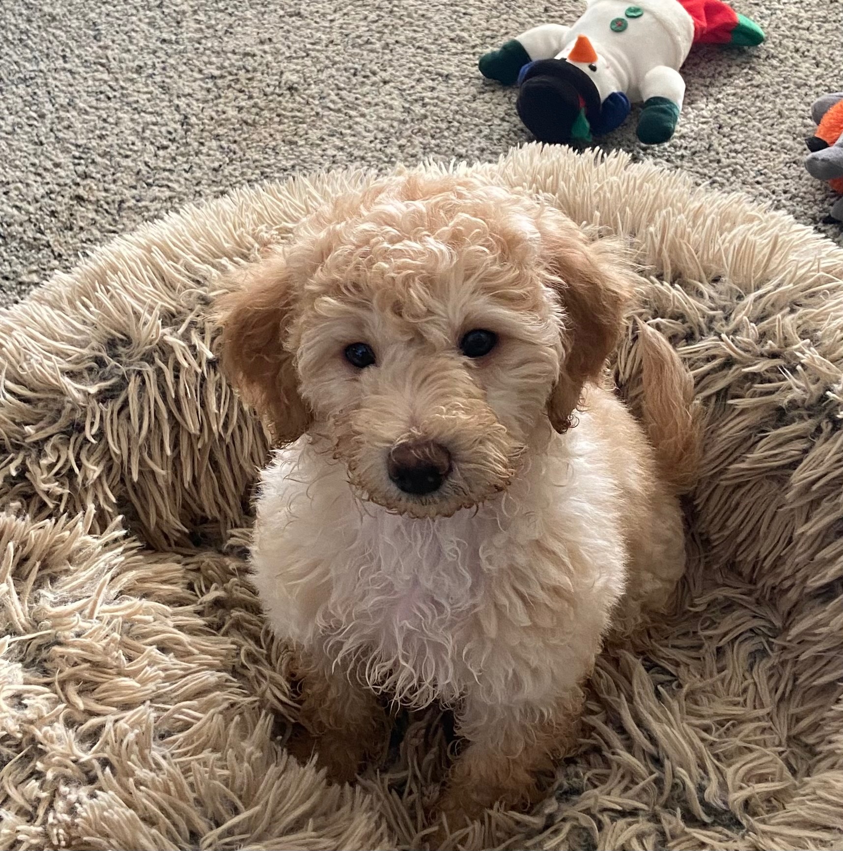 Support Elliot’s Life-Saving Surgery campaign photo, 6 of 7