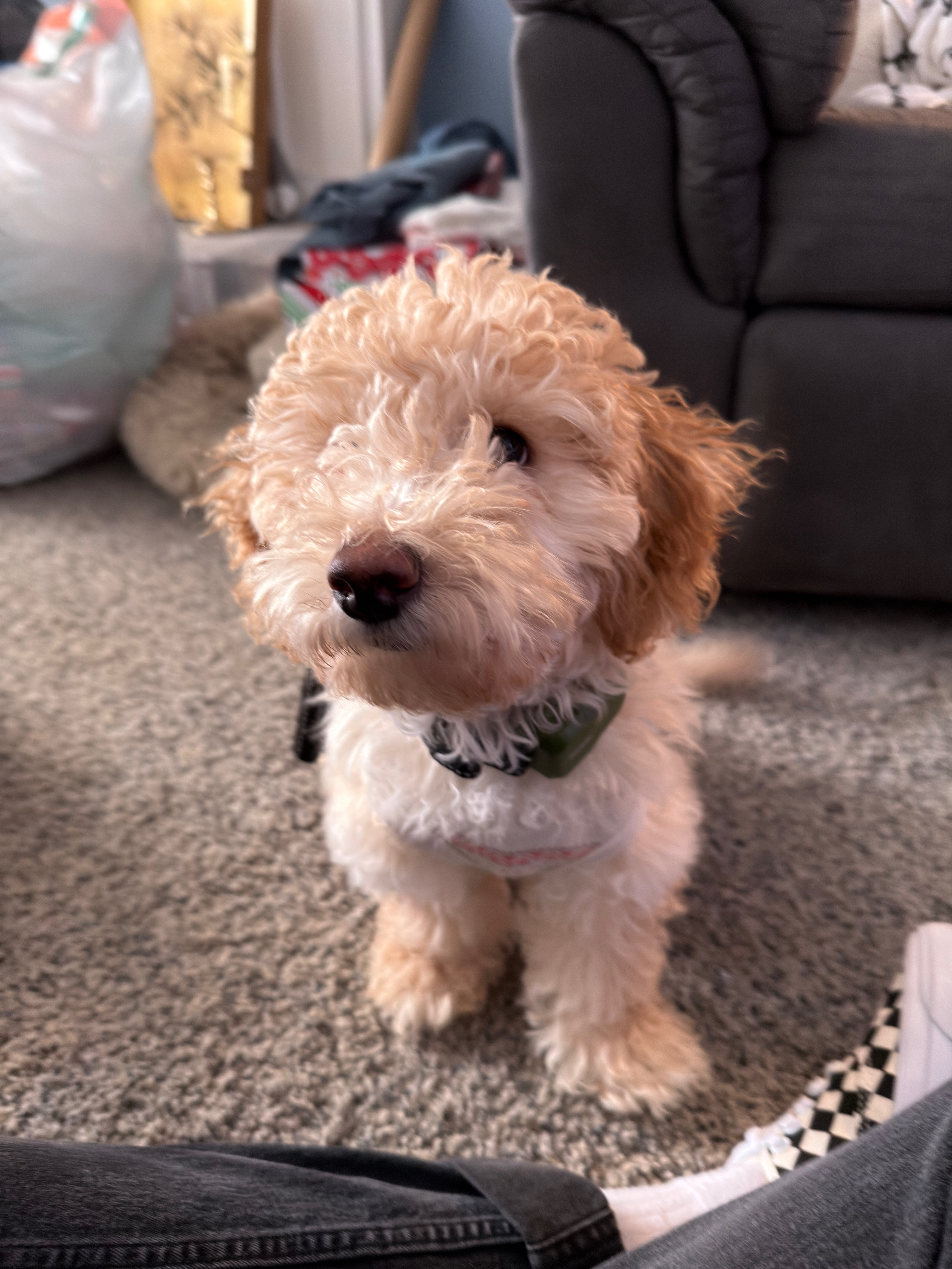 Support Elliot’s Life-Saving Surgery campaign photo, 4 of 7