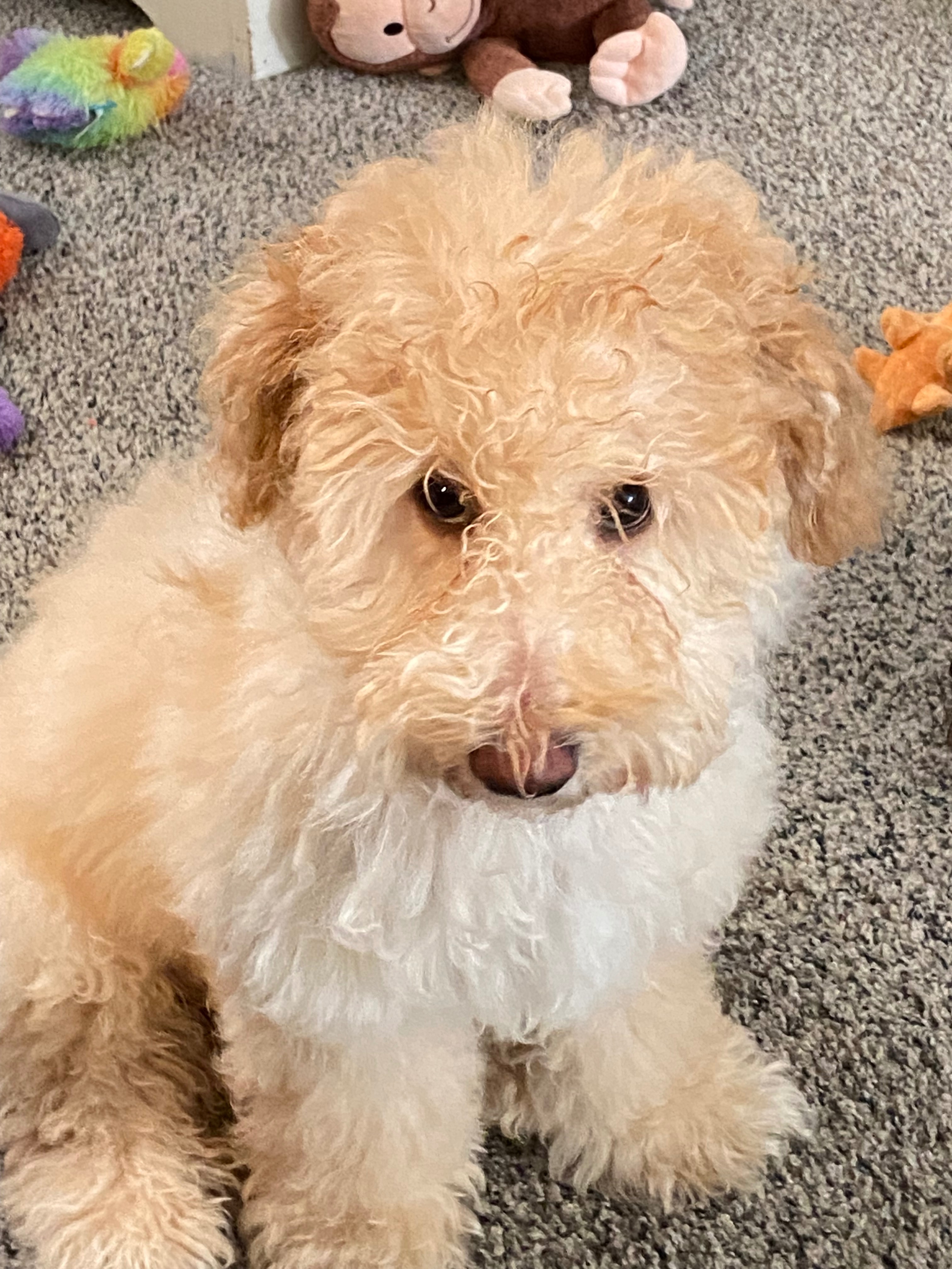 Support Elliot’s Life-Saving Surgery campaign photo, 5 of 7