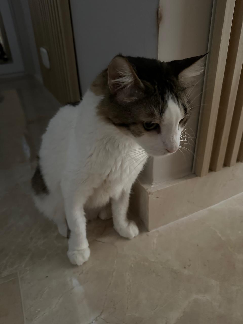 Help our family cat fight feline leukemia campaign photo, 4 of 6